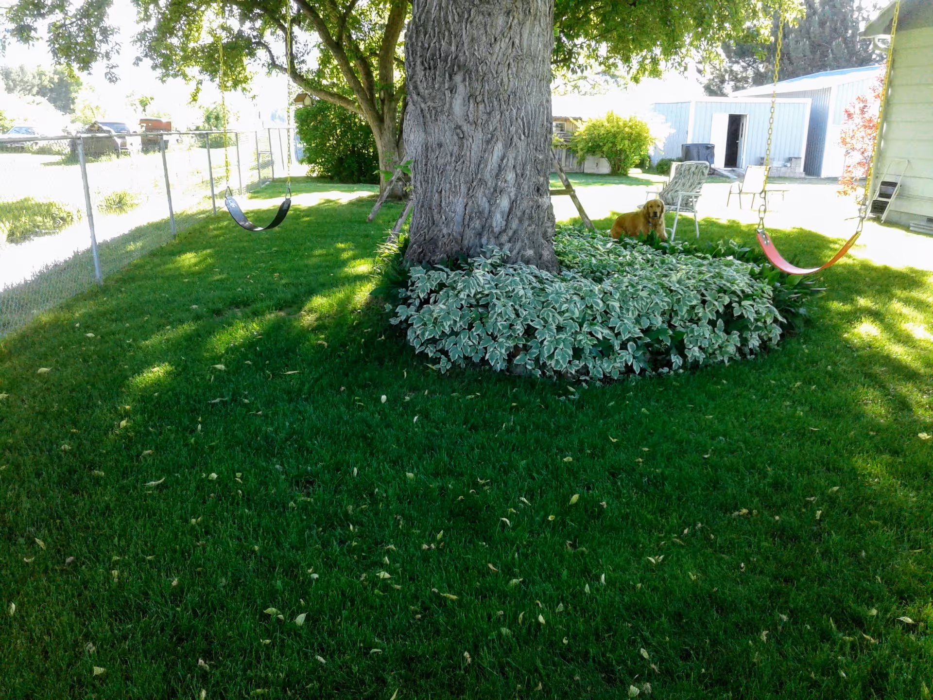 Lush backyard with a large tree, shrub border, a dog, and two swings.