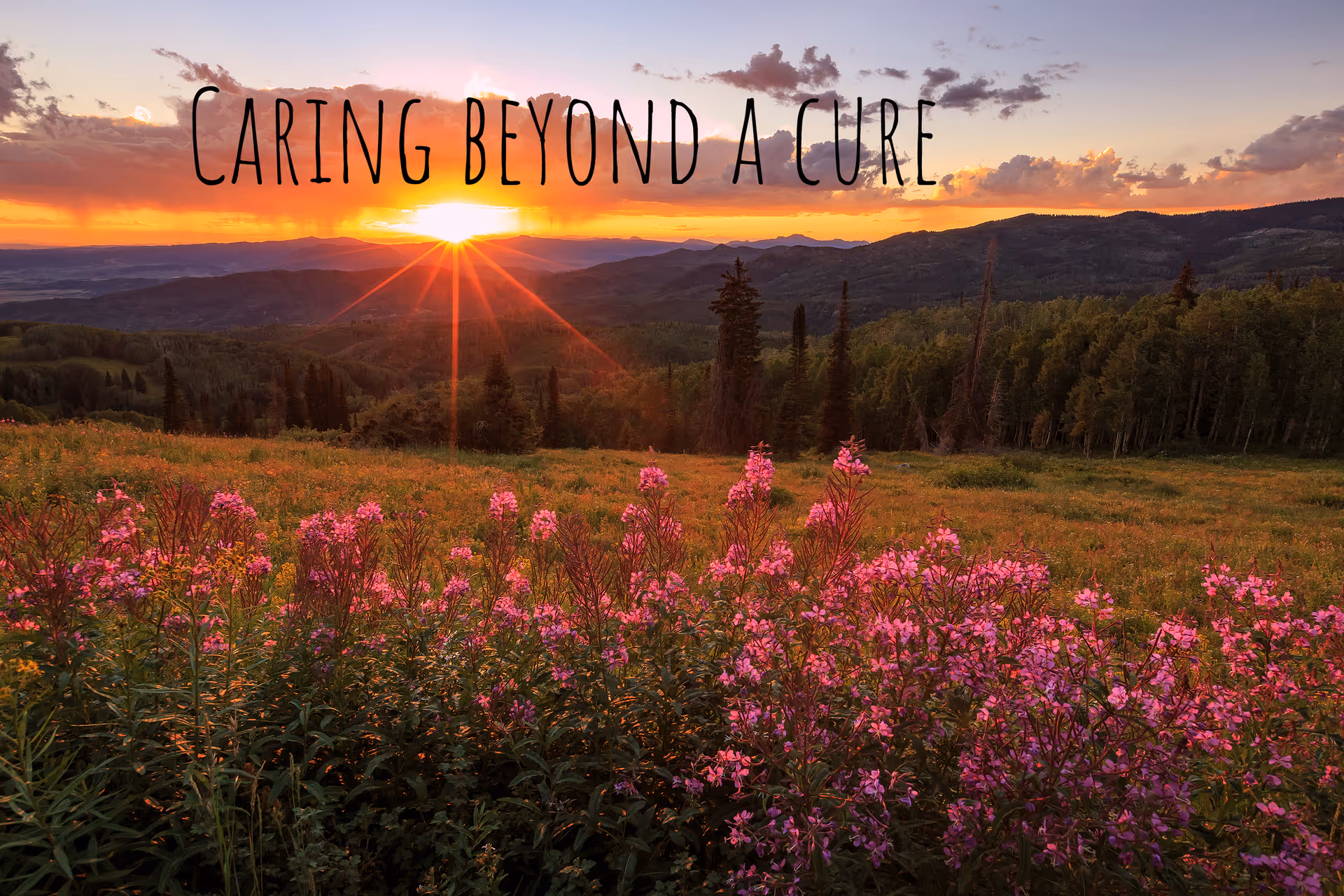 Sunset over a meadow with pink wildflowers and distant mountains.