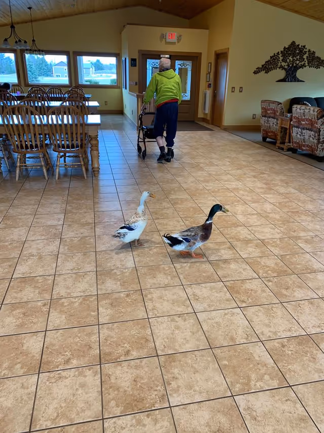 Interior common area at Culver Meadows Senior Living featuring two ducks and a resident.