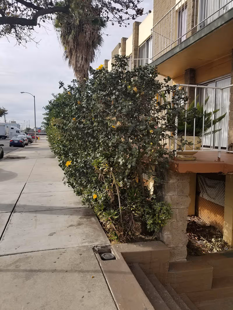 Sidewalk next to a building with a row of green bushes with yellow flowers, a palm tree, and parked cars along the street under a cloudy sky.