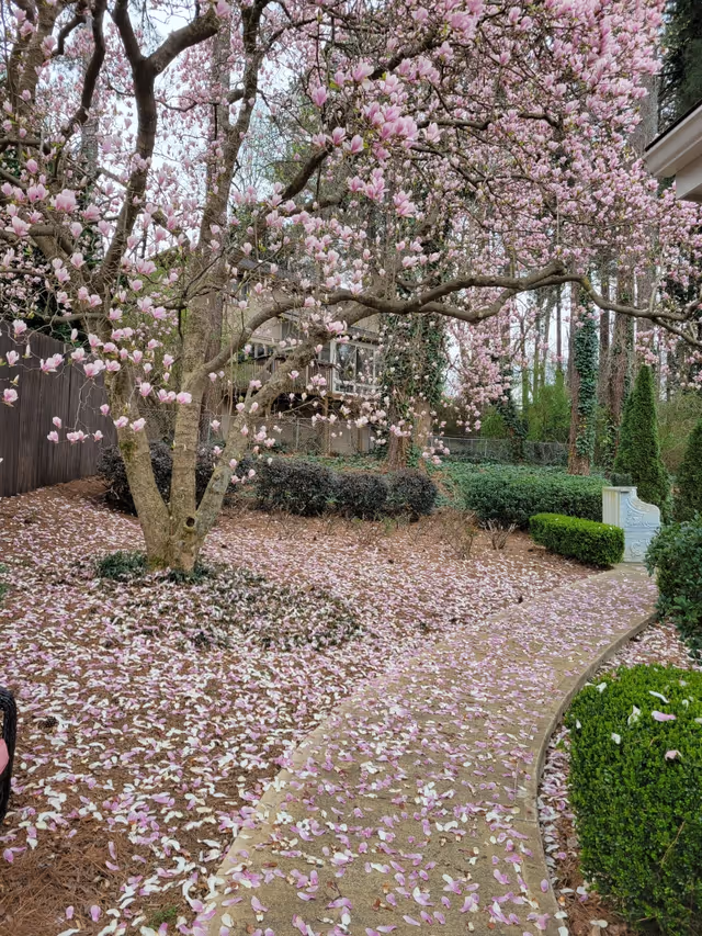 A winding garden path covered with pink flower petals, surrounded by blooming trees with pink flowers and green shrubs. A white bench is visible along the path, and a wooden fence and other trees are in the background.
