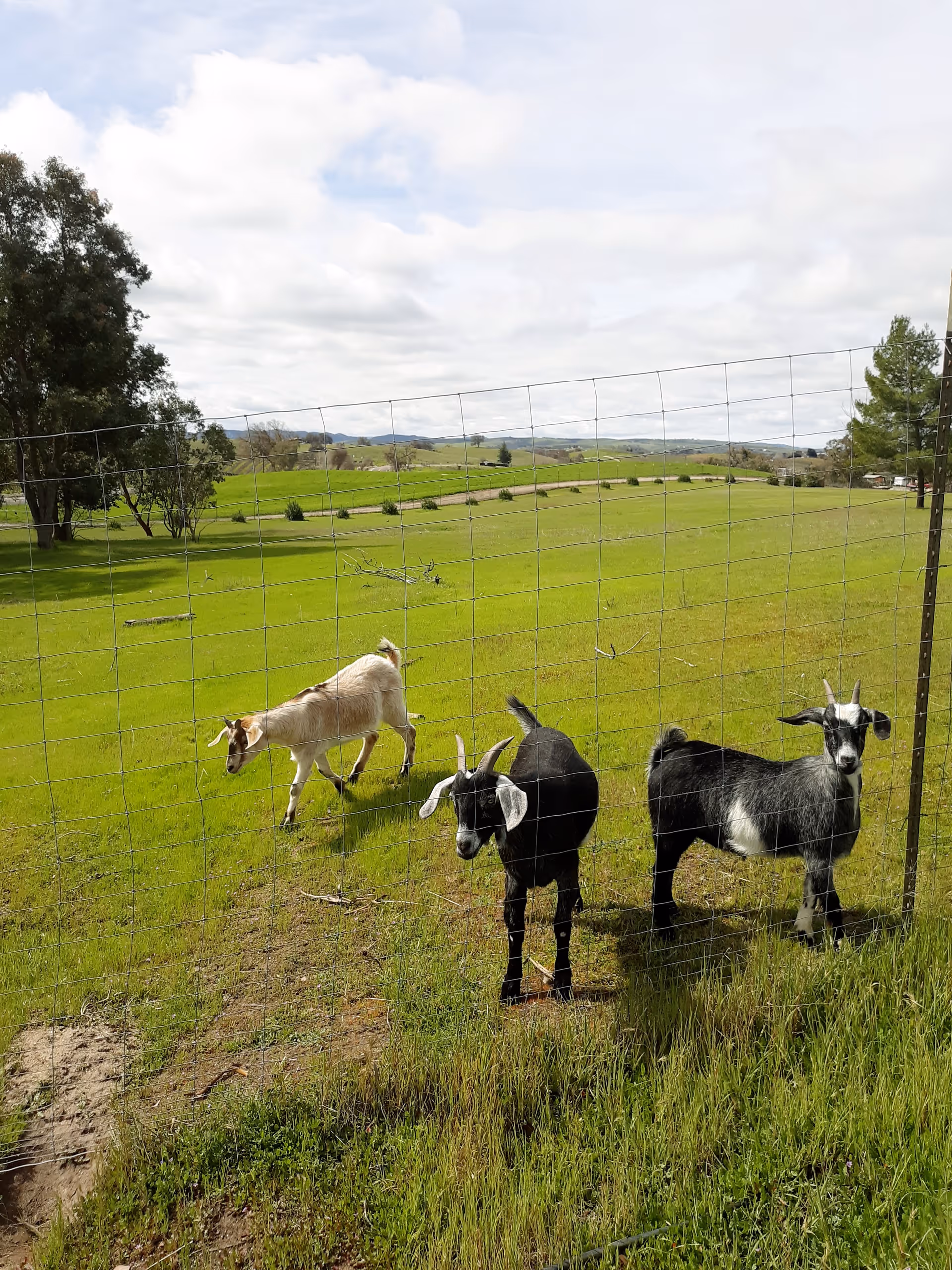Goats graze in a green field behind a wire fence outdoors.