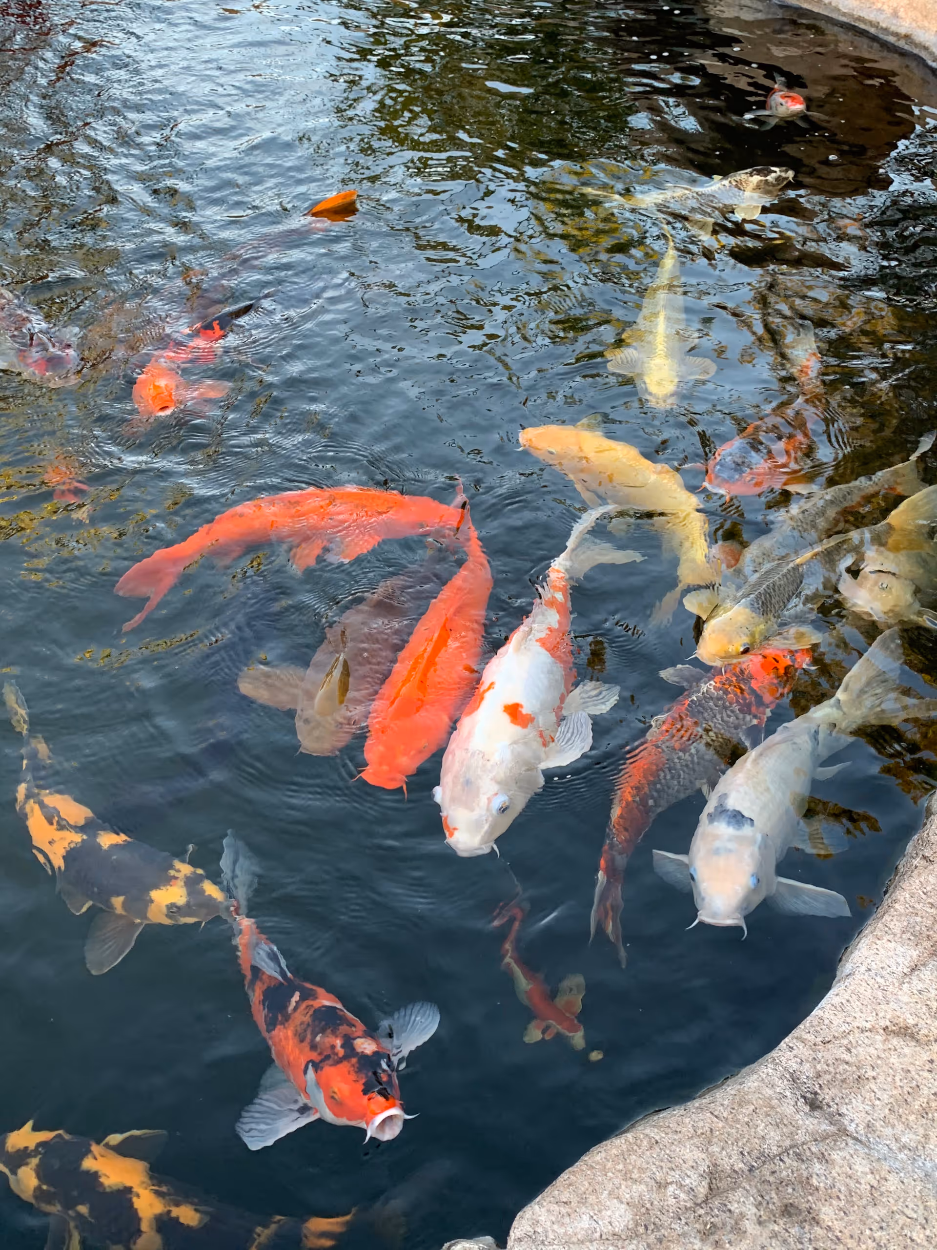 Colorful koi fish swim in a pond bordered by rocks.