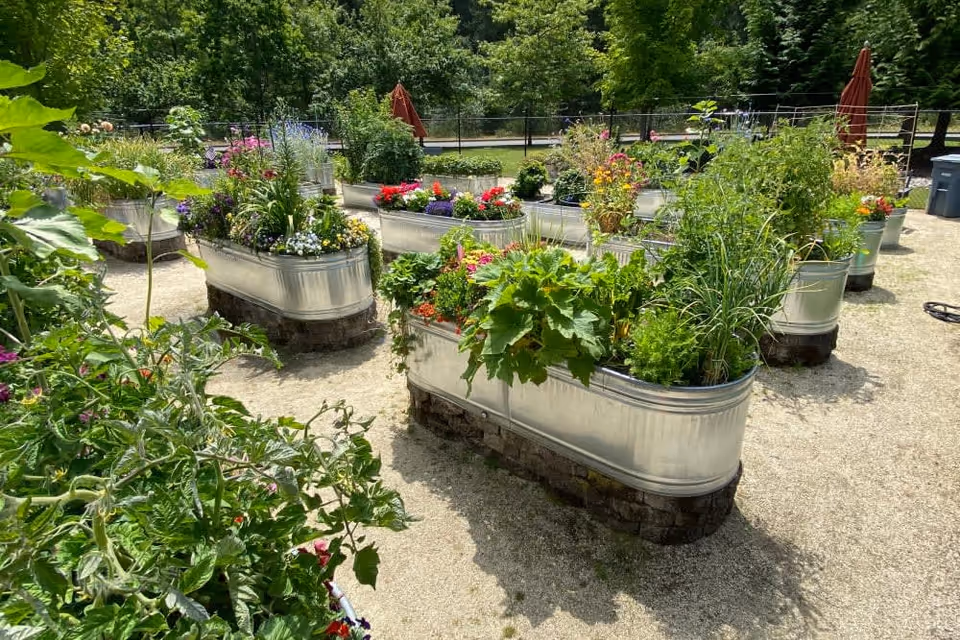 Outdoor garden area with multiple raised metal planter beds filled with various green plants and colorful flowers, surrounded by gravel paths and trees in the background.