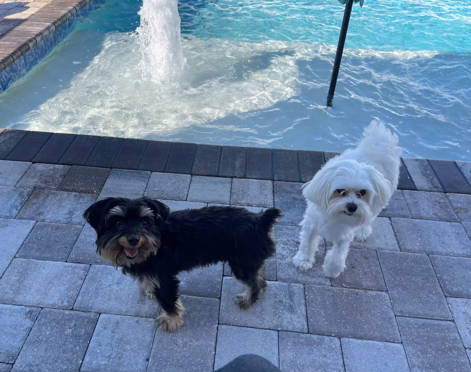 Two small dogs stand on a poolside patio beside a cascading fountain.
