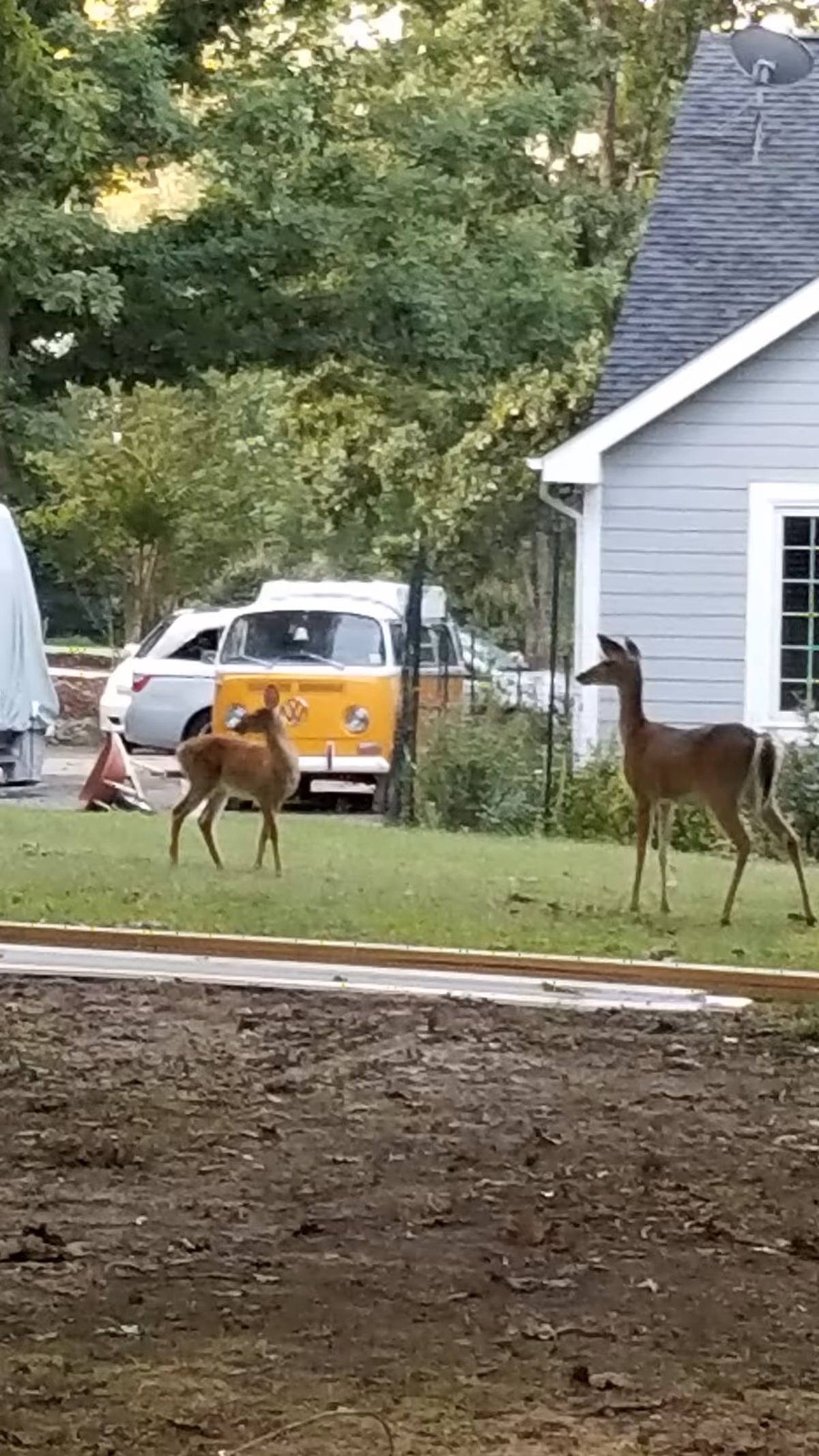 Two deer stand on a grassy area beside a blue building and parked vehicles.