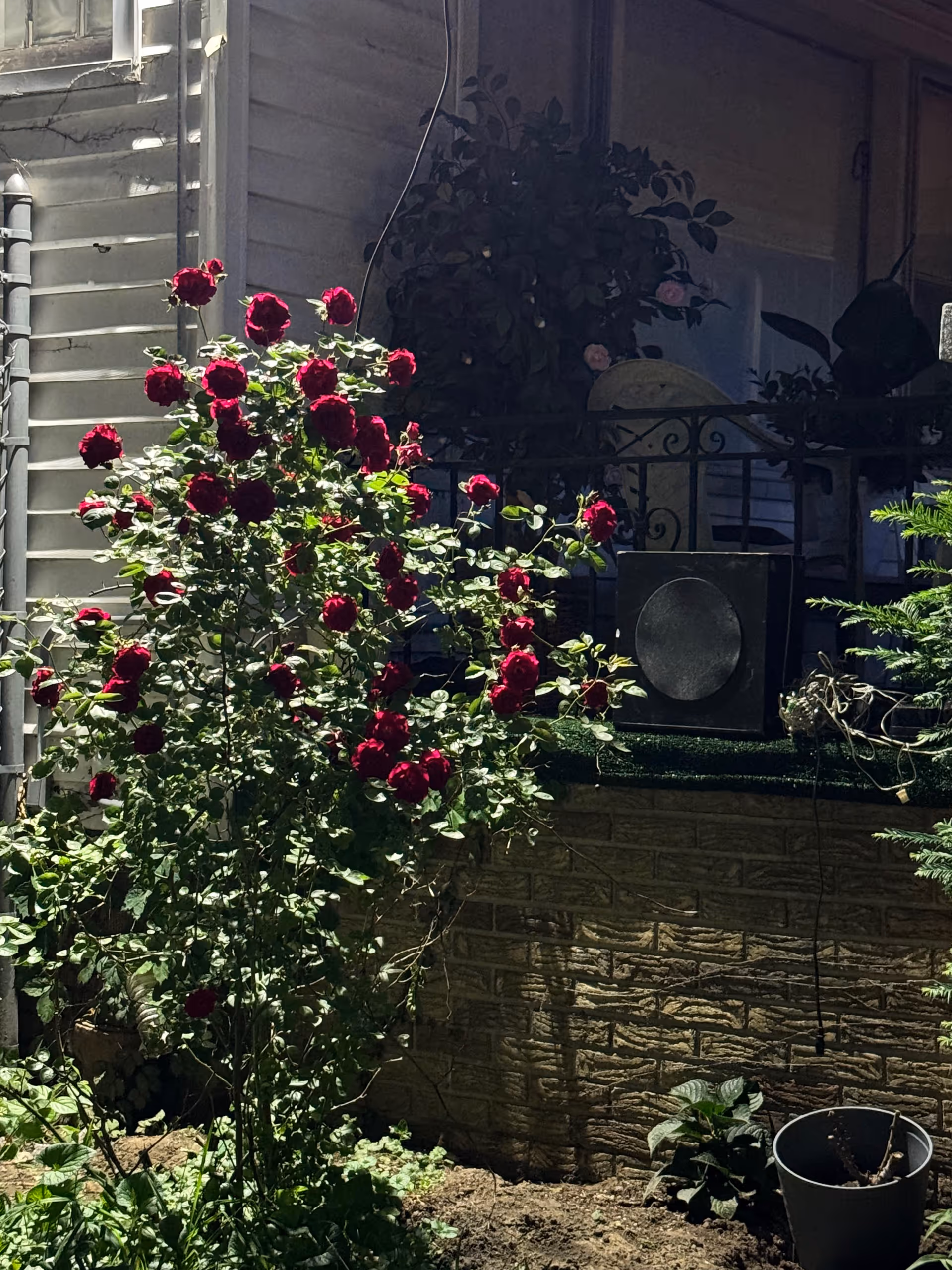 A garden outside a building with blooming red roses and potted plants.