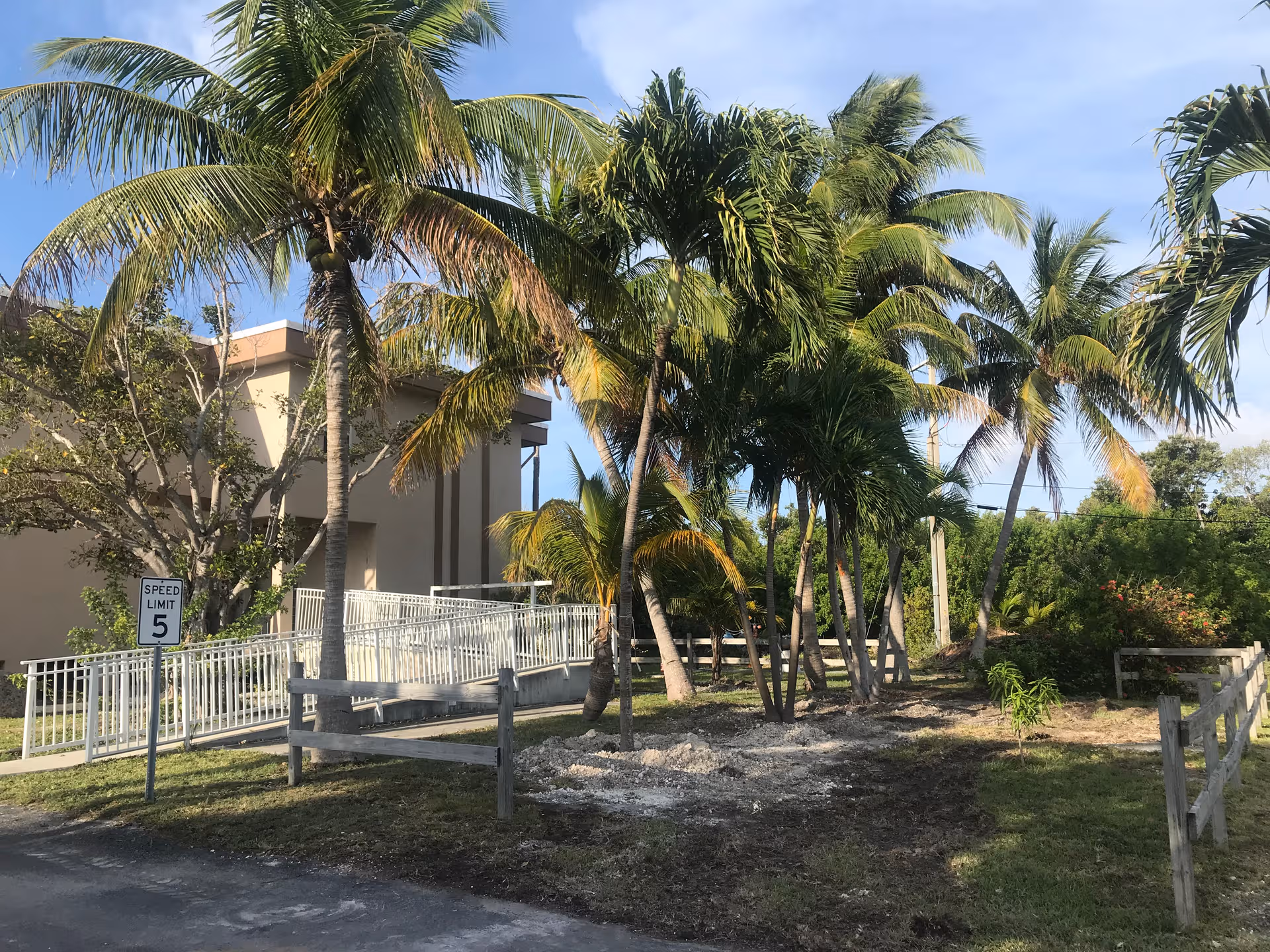 Exterior view of Palm Vista Nursing and Rehabilitation Center with palm trees and a walkway.