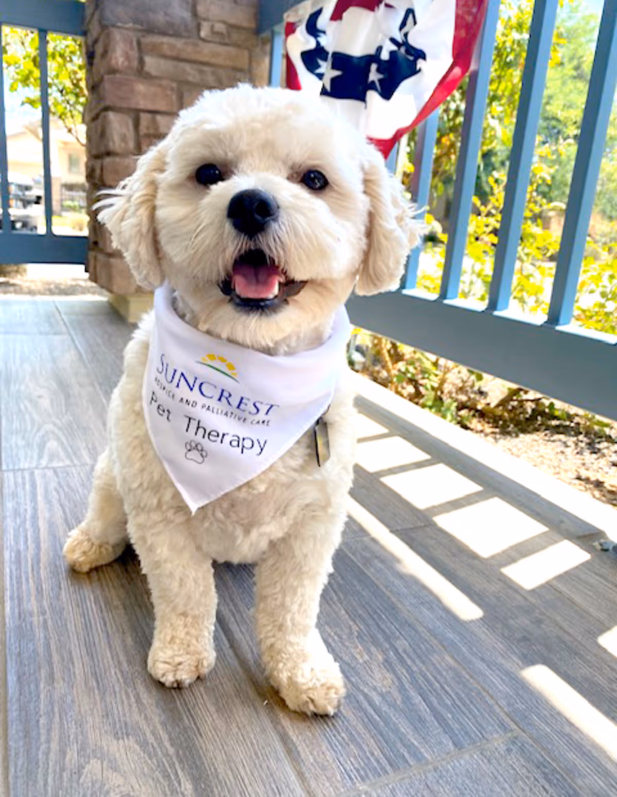 Dog wearing a Suncrest Hospice bandana sits on a porch outside a building.