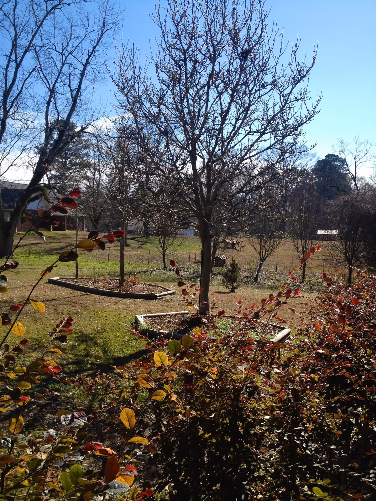 Outdoor garden area with leafless trees and bushes with red and green leaves under a clear blue sky. There are raised garden beds and a grassy lawn with some houses visible in the background.