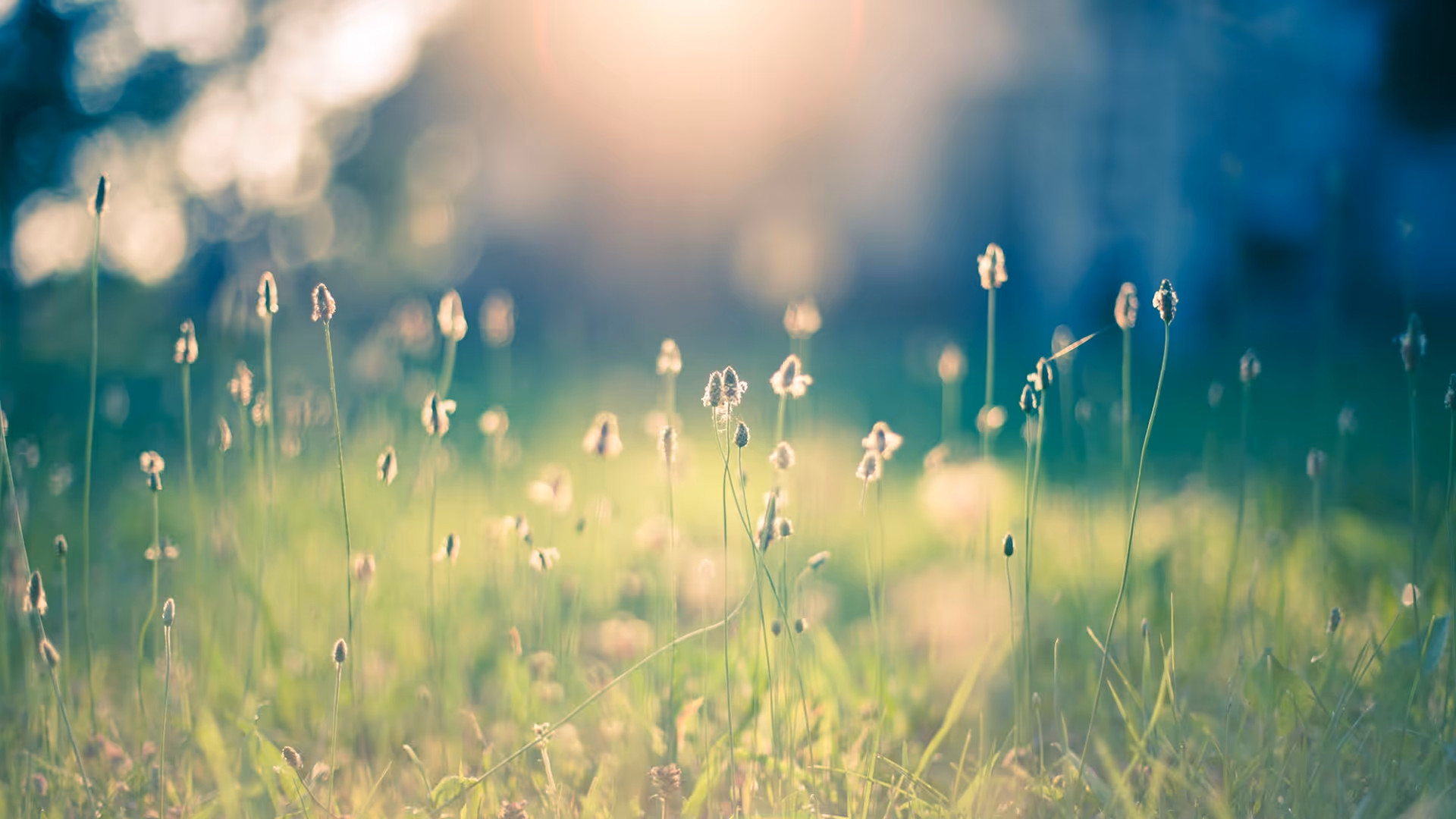 Sunlit field of tall grasses with a soft, blurred background.