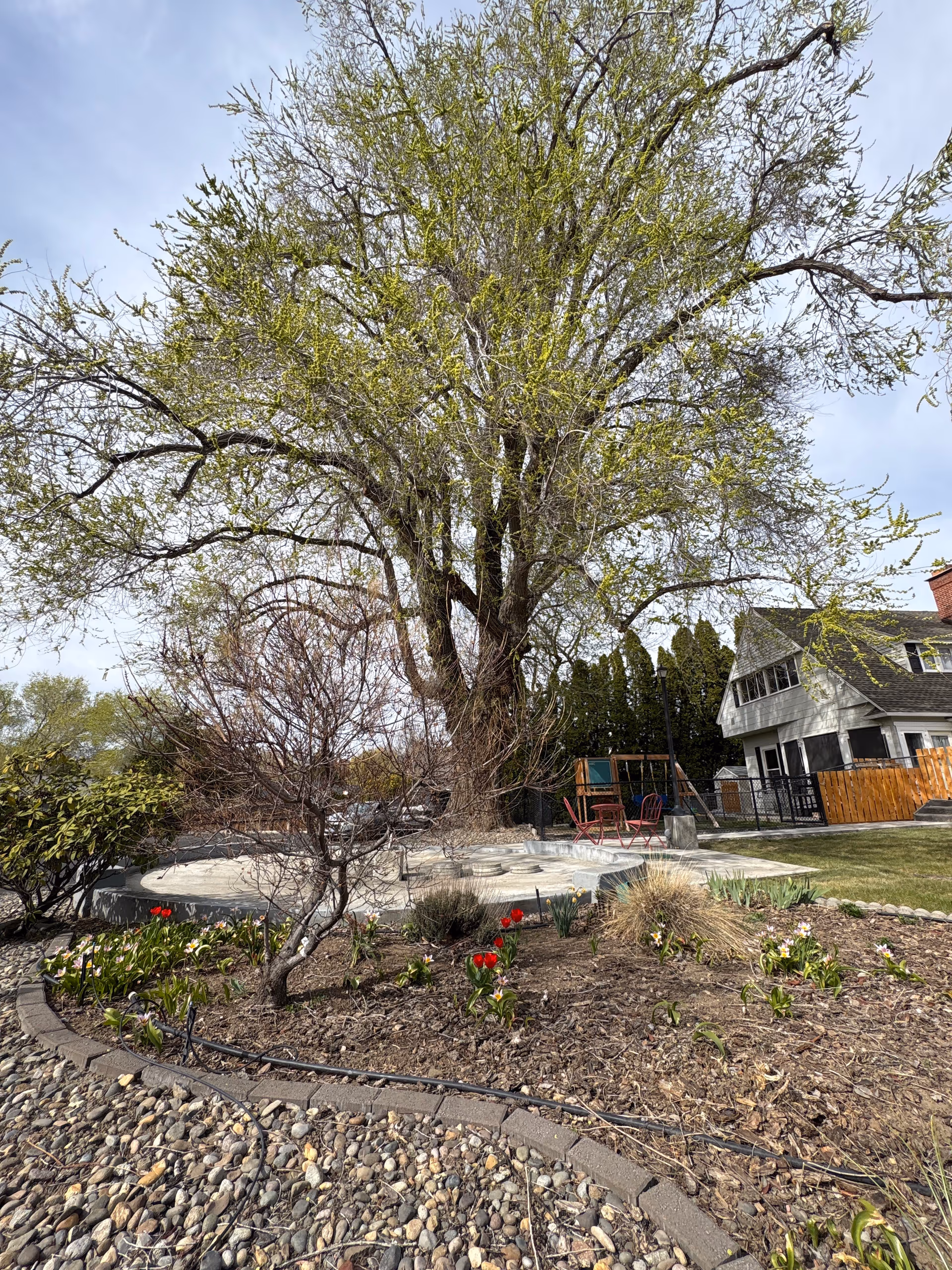 A large tree overlooks a circular patio with red chairs and a suburban house in background.