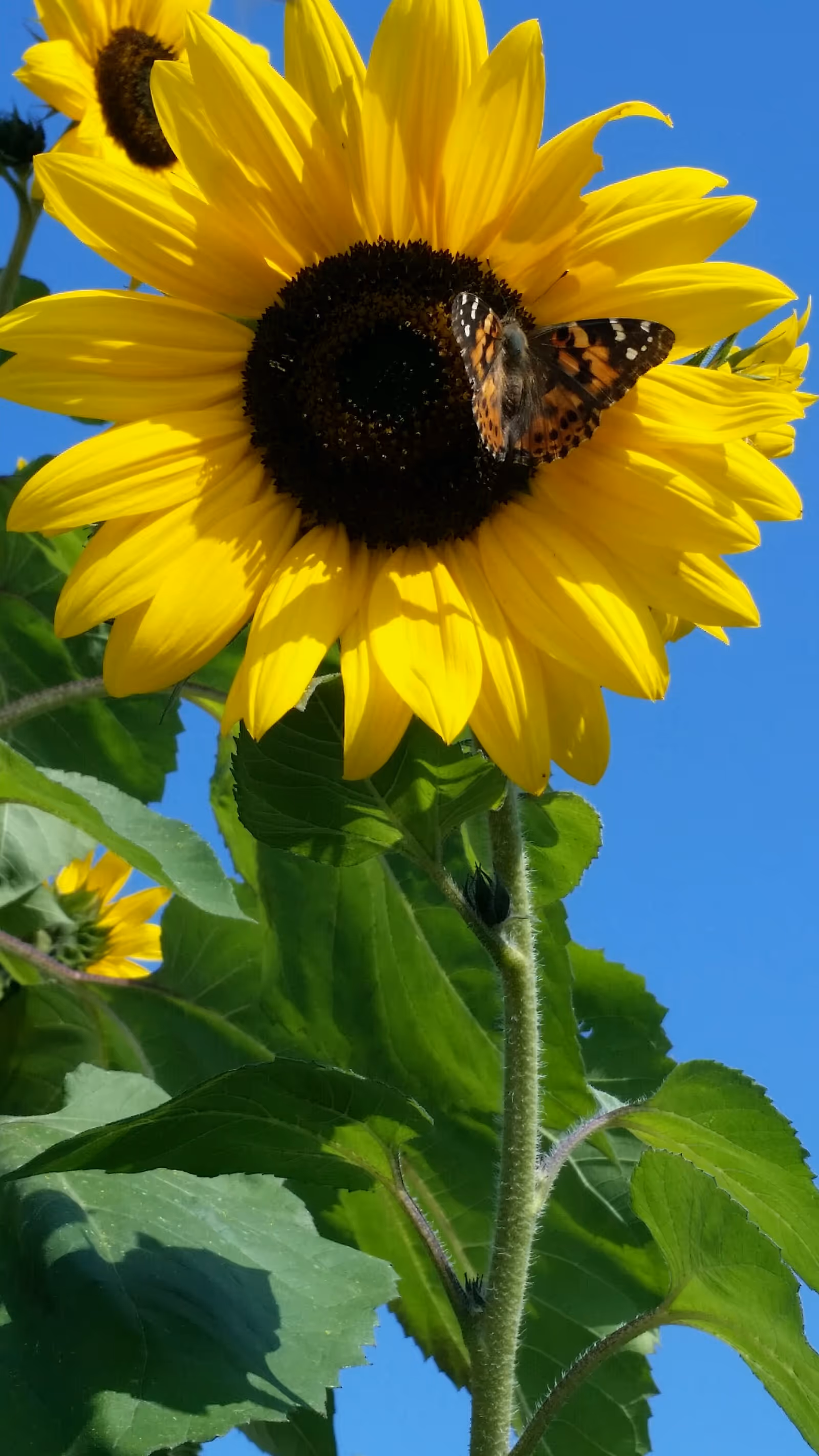 Close up of a bright sunflower with a butterfly resting on petals outdoors.
