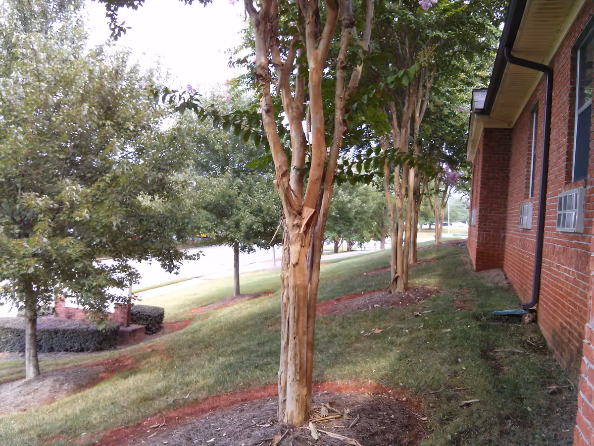 Small trees and mulched landscaping along a grassy slope beside a red-brick building.