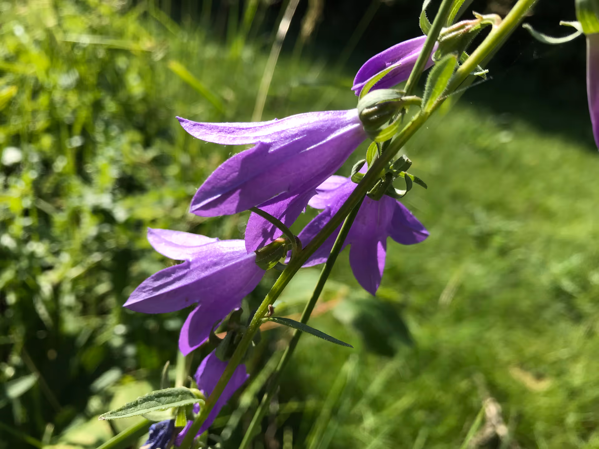Close-up of purple bell-shaped flowers with green stems and leaves, set against a blurred background of green grass and foliage.