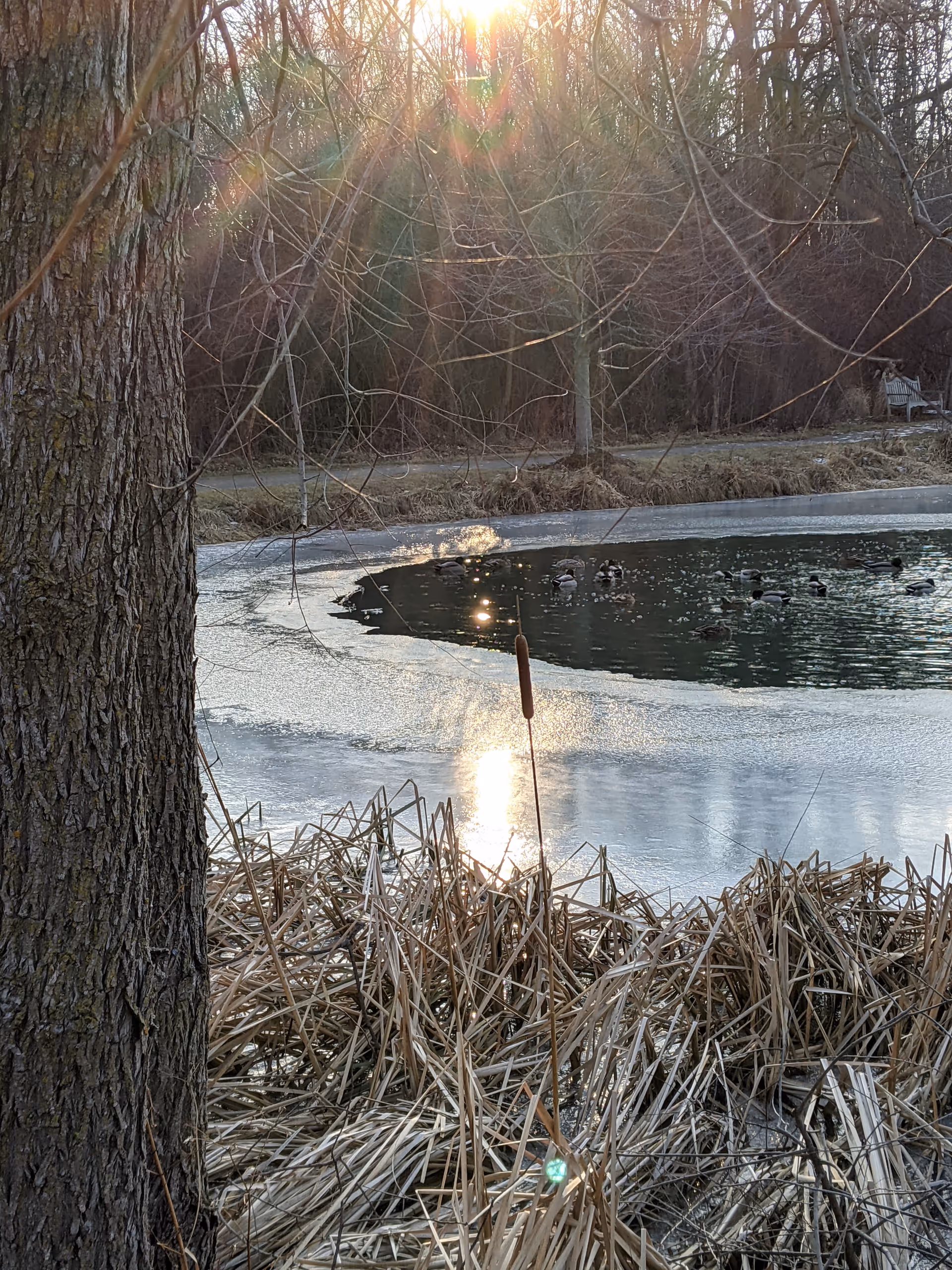 Sunlight reflects on a pond framed by reeds and leafless trees in a tranquil outdoor scene.