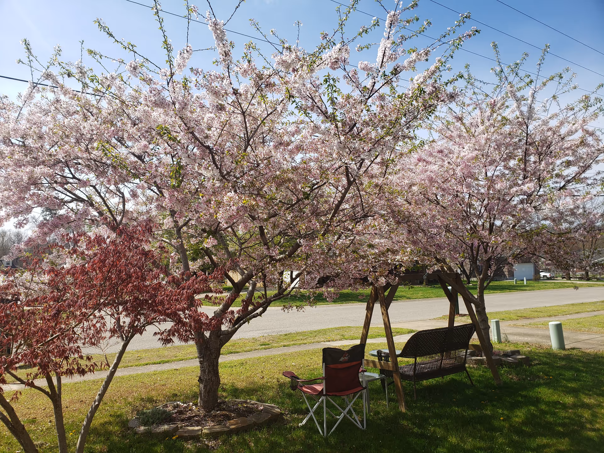 Outdoor yard with blooming pink trees, a bench, and folding chairs on green grass.