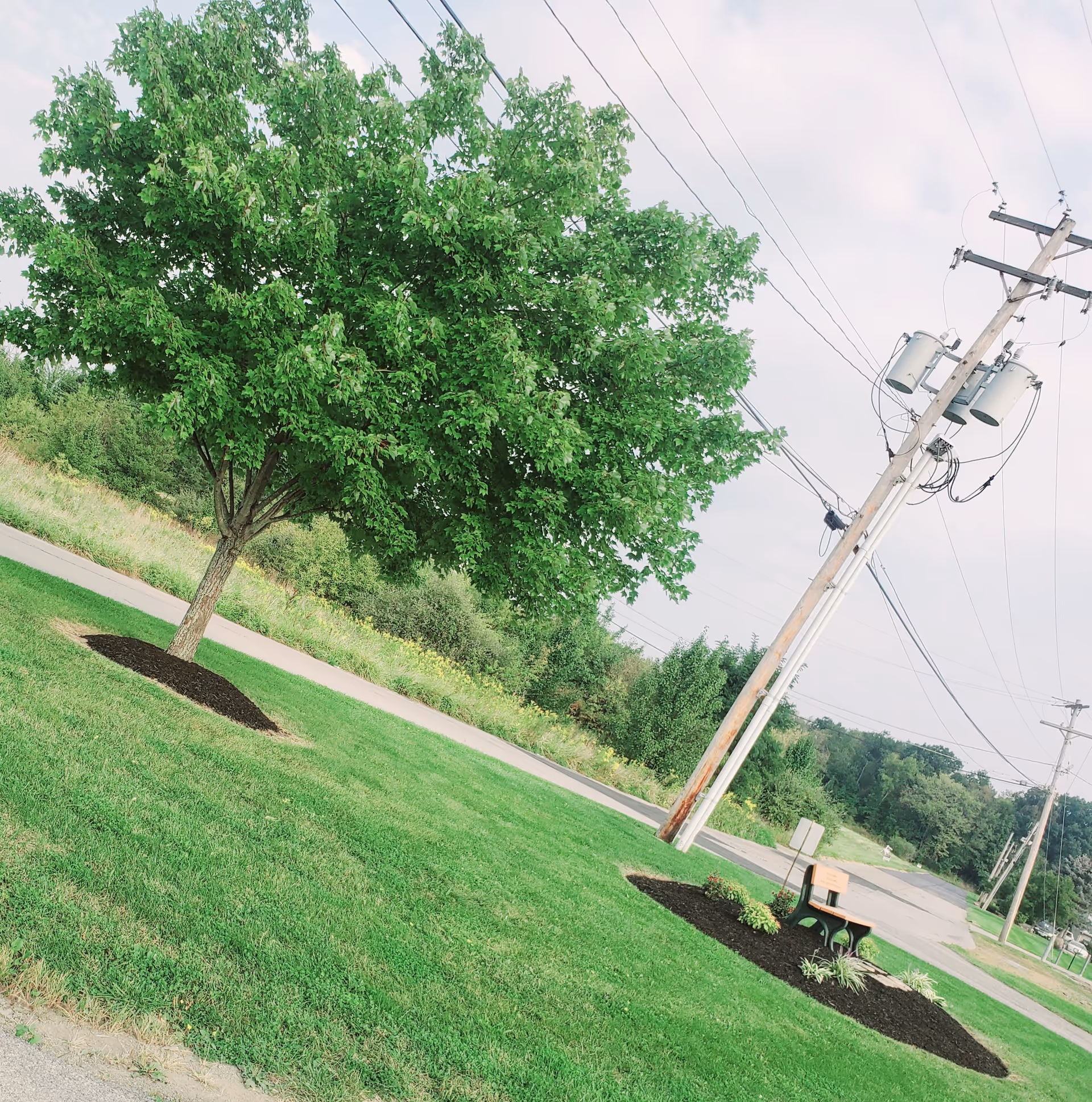 Green lawn, large tree, sidewalk, bench, and utility pole in a sunny outdoor scene.
