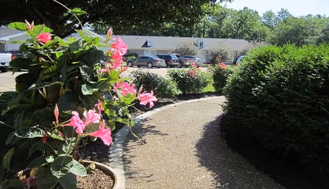Sunlit outdoor path with pink flowering bushes leading to a low-rise building and parked cars.
