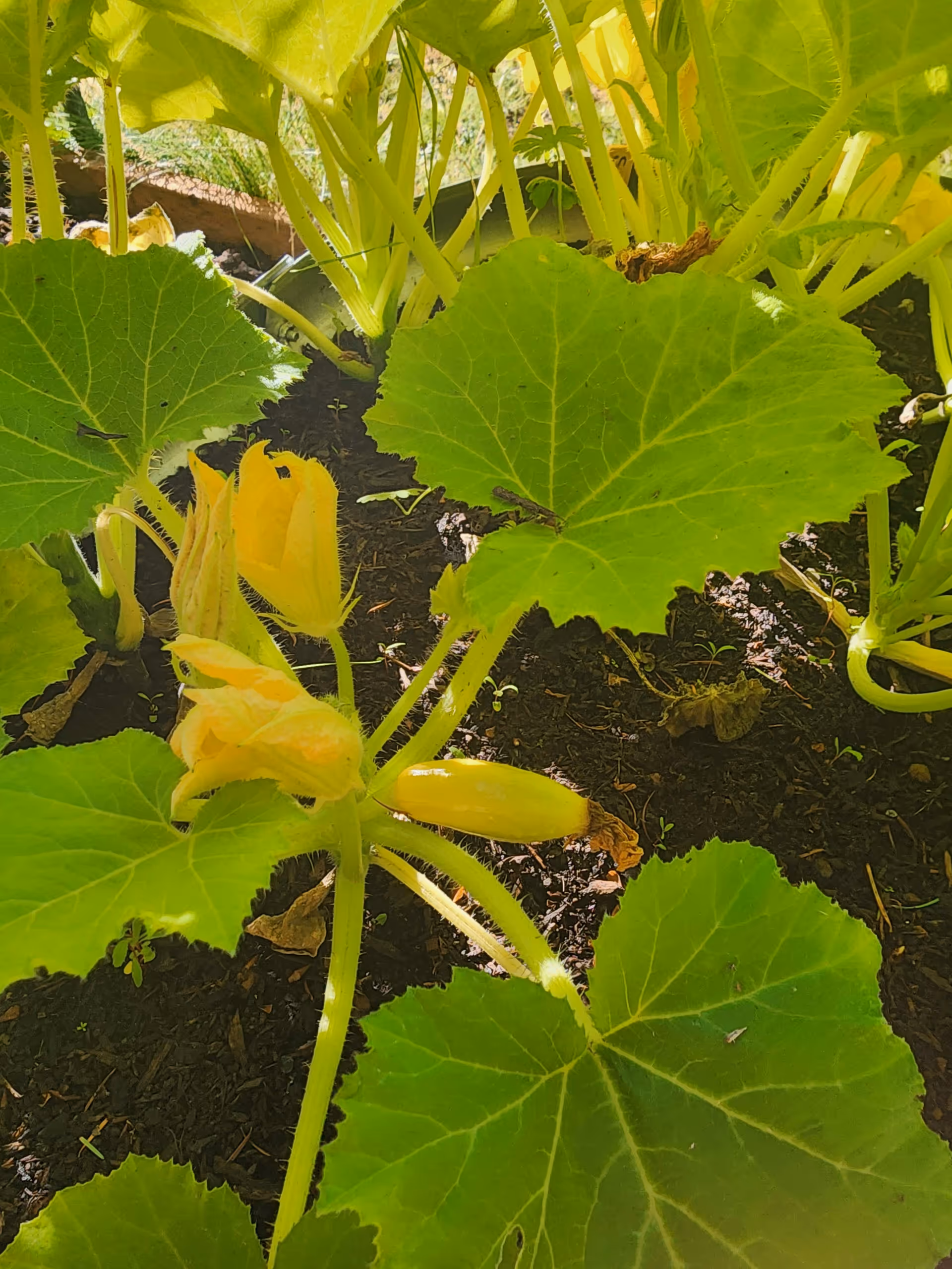 Green squash plant with large leaves, yellow blossoms, and a small yellow squash growing in soil.