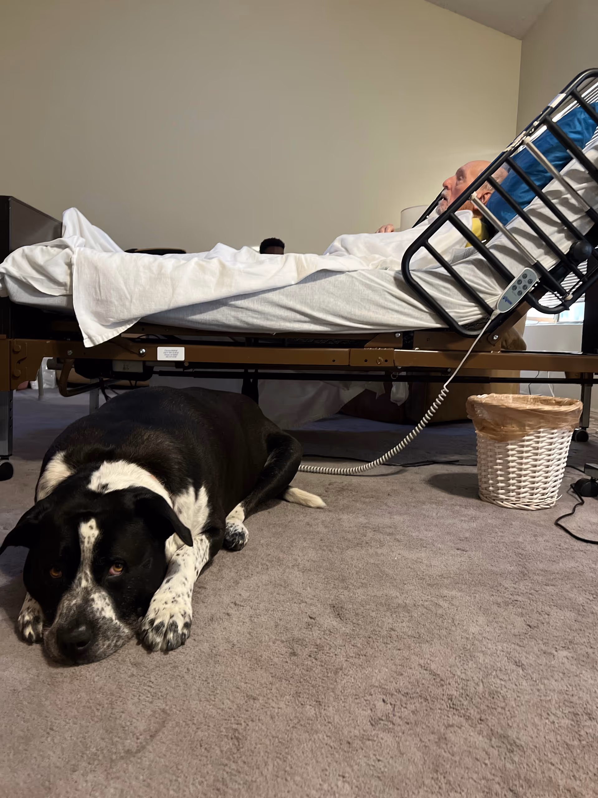 Hospital bed in a bedroom-like room with a dog lying on the carpet