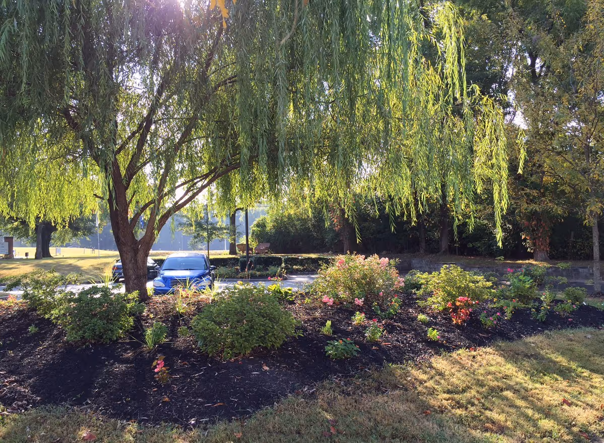 A landscaped garden with flowering shrubs and a parking lot beyond a weeping willow.