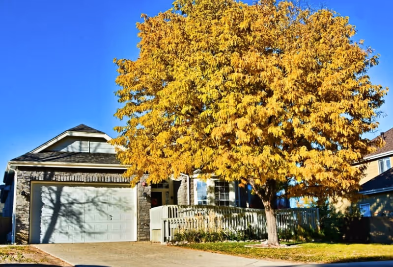 Front view of a residential house with a large autumn tree and garage.