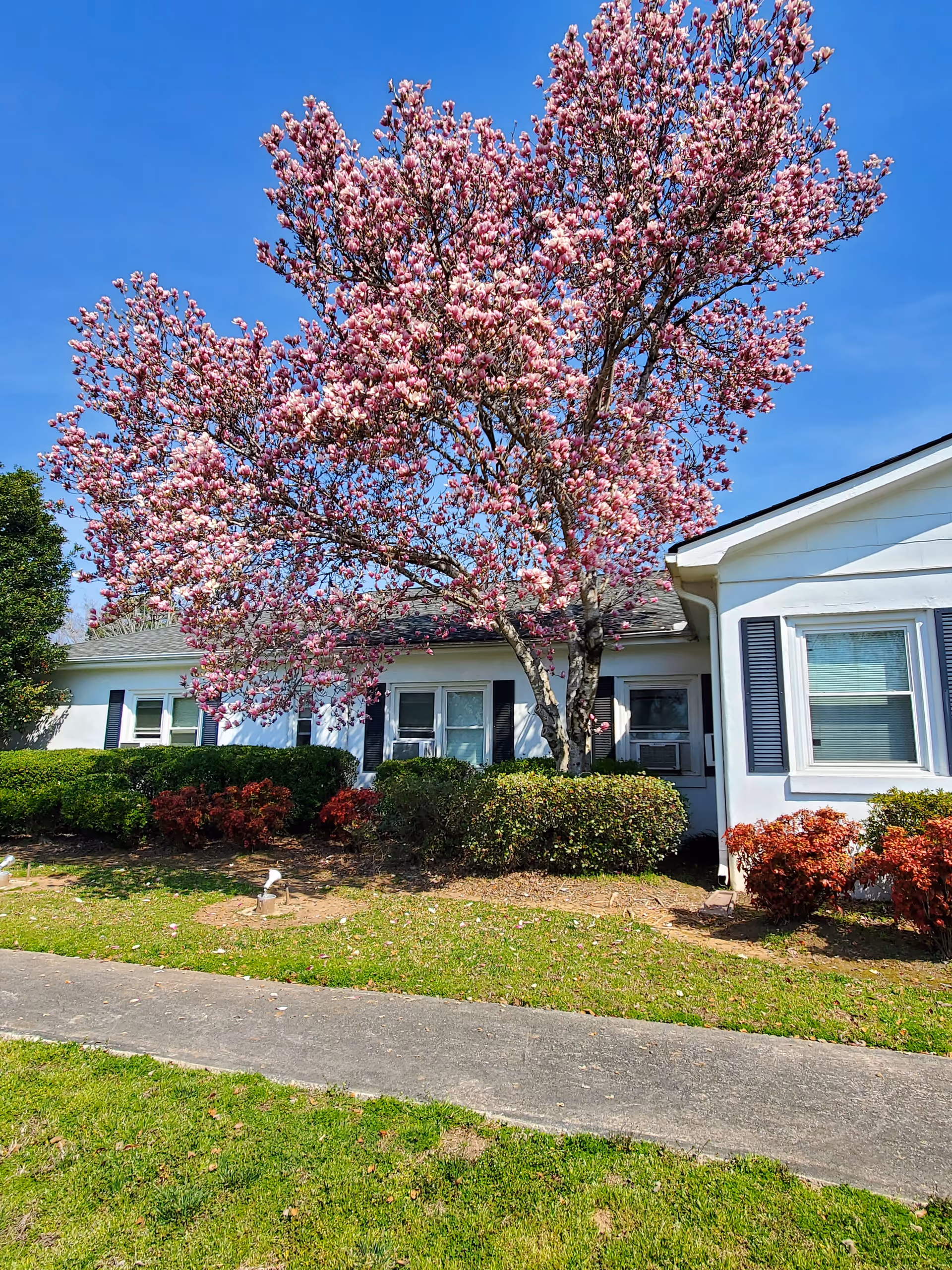 White post-acute building with pink flowering tree and trimmed shrubs in front.