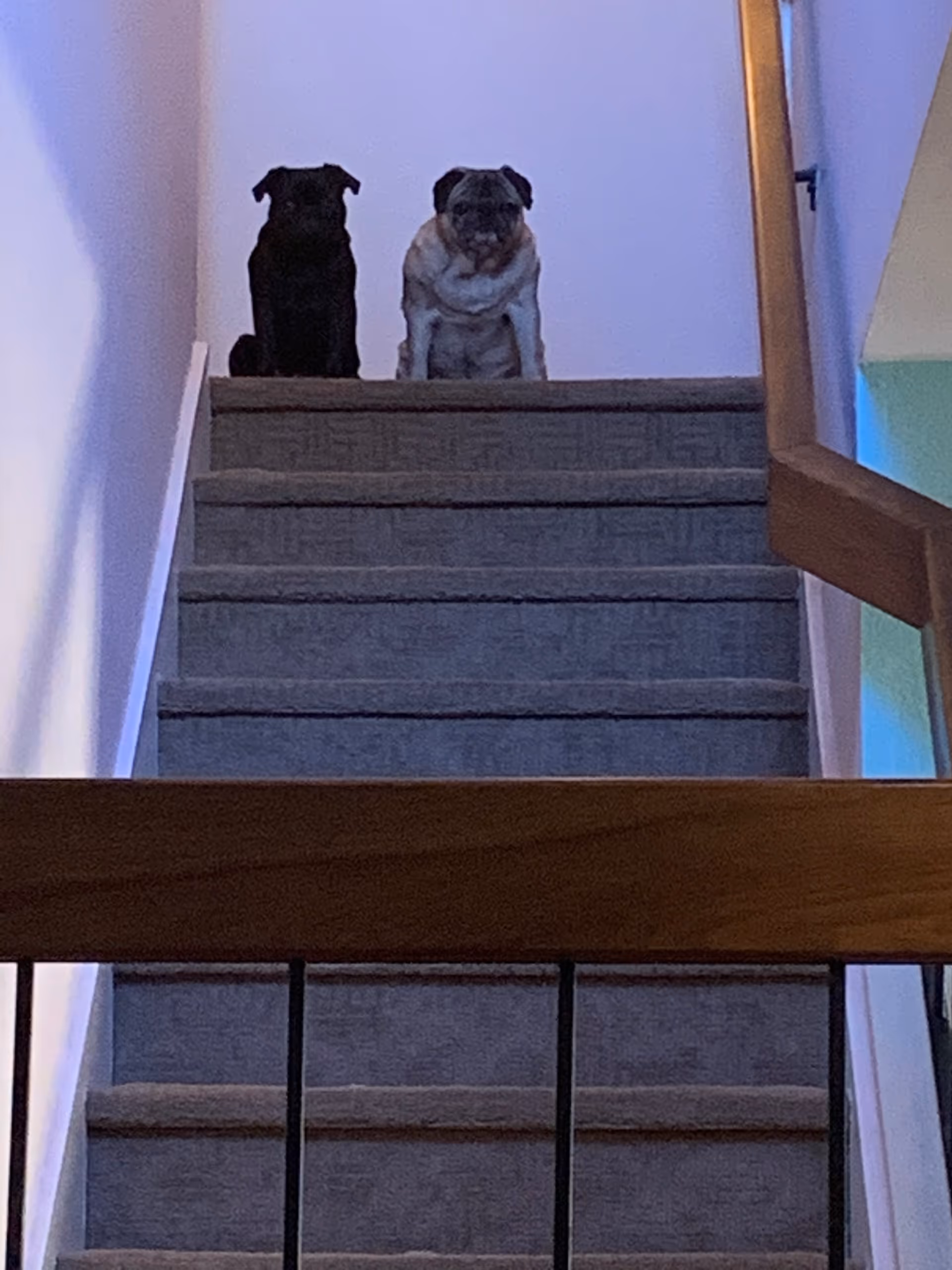 Two pugs sit on a staircase inside a senior living facility.