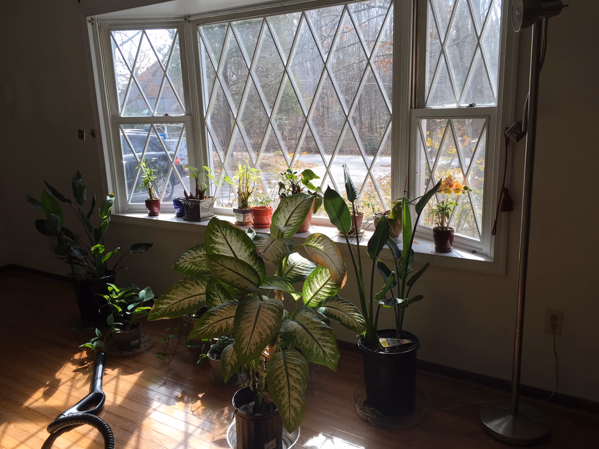 Indoor room with large diamond-pane windows and potted plants along the sill.