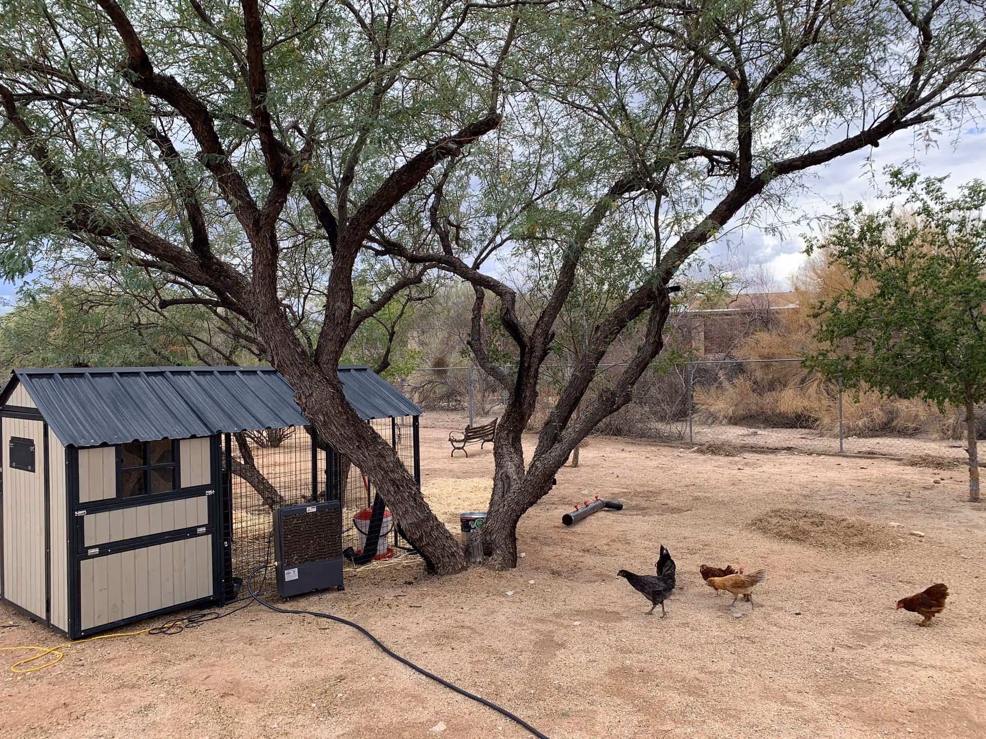 Outdoor area with a small chicken coop, several chickens walking on the ground, a large tree providing shade, and a bench in the background. The ground is dry and sandy with sparse vegetation and a chain-link fence enclosing the area.