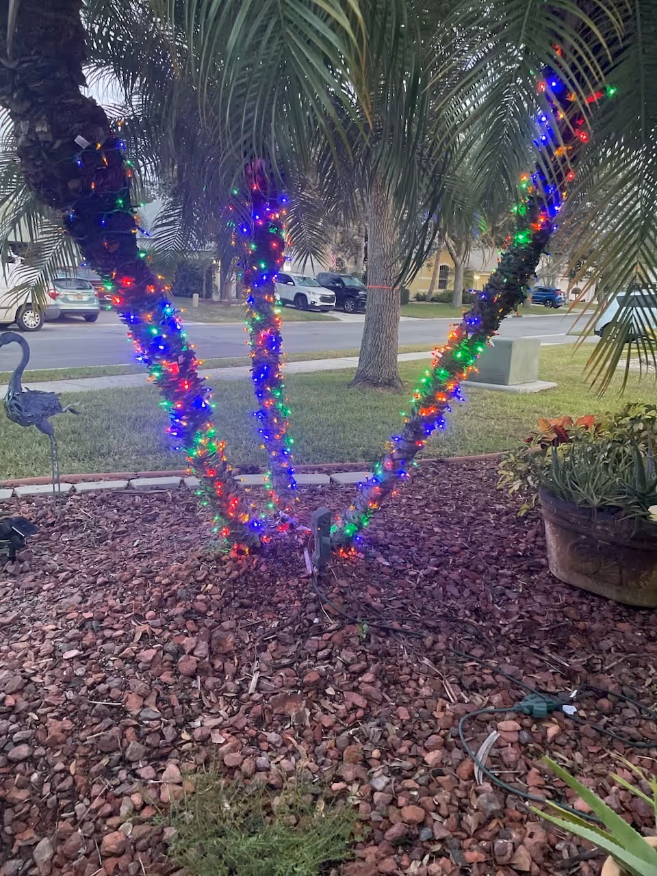 Outdoor scene at Newton Center with palm trees wrapped in colorful lights and a mulched bed.