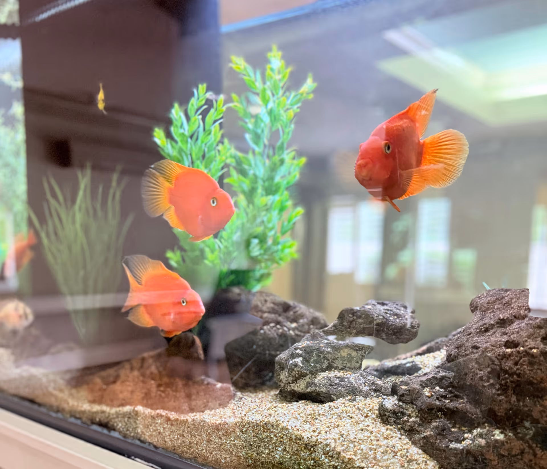An aquarium with three bright orange fish swimming among rocks and green aquatic plants inside a room with windows and ceiling lights reflected on the glass.