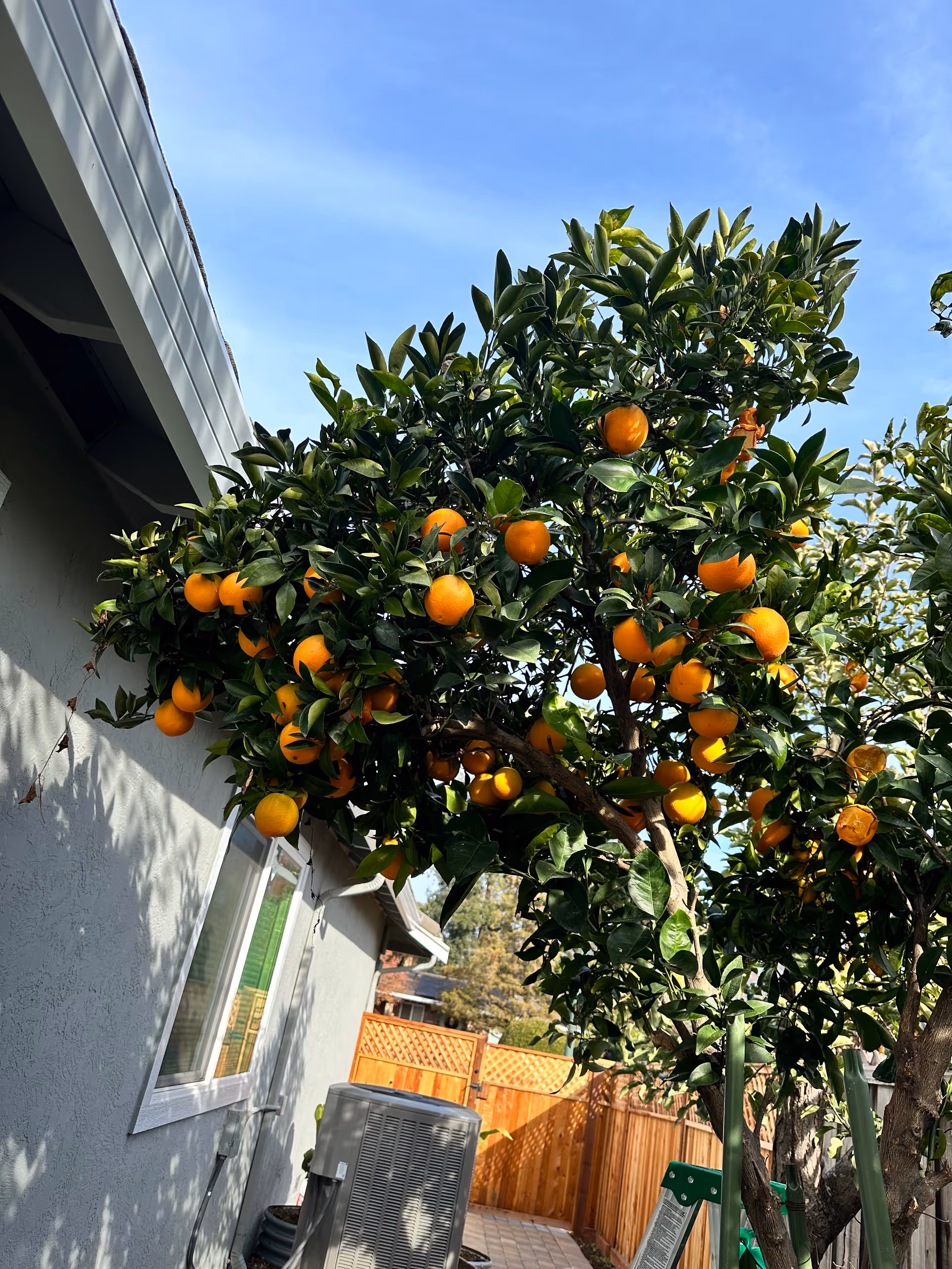 Ornamental orange tree laden with fruit beside a house exterior.