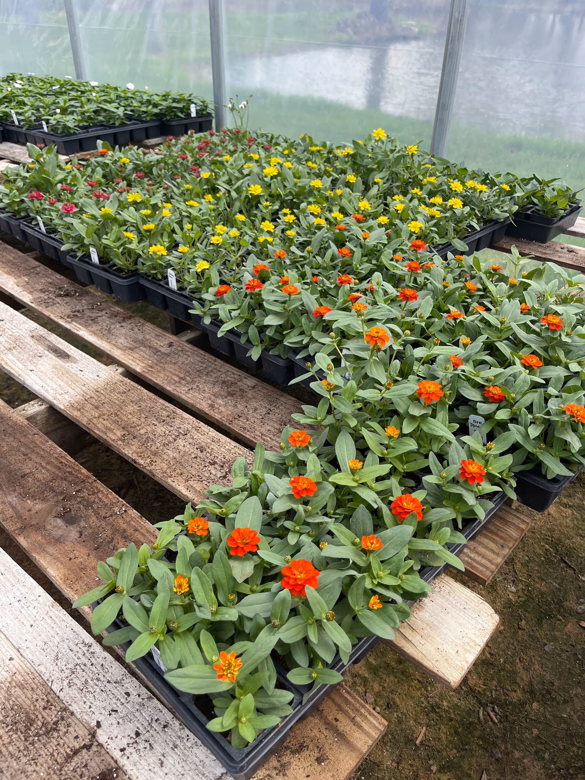 Rows of potted orange and yellow flowers on wooden benches inside a greenhouse.