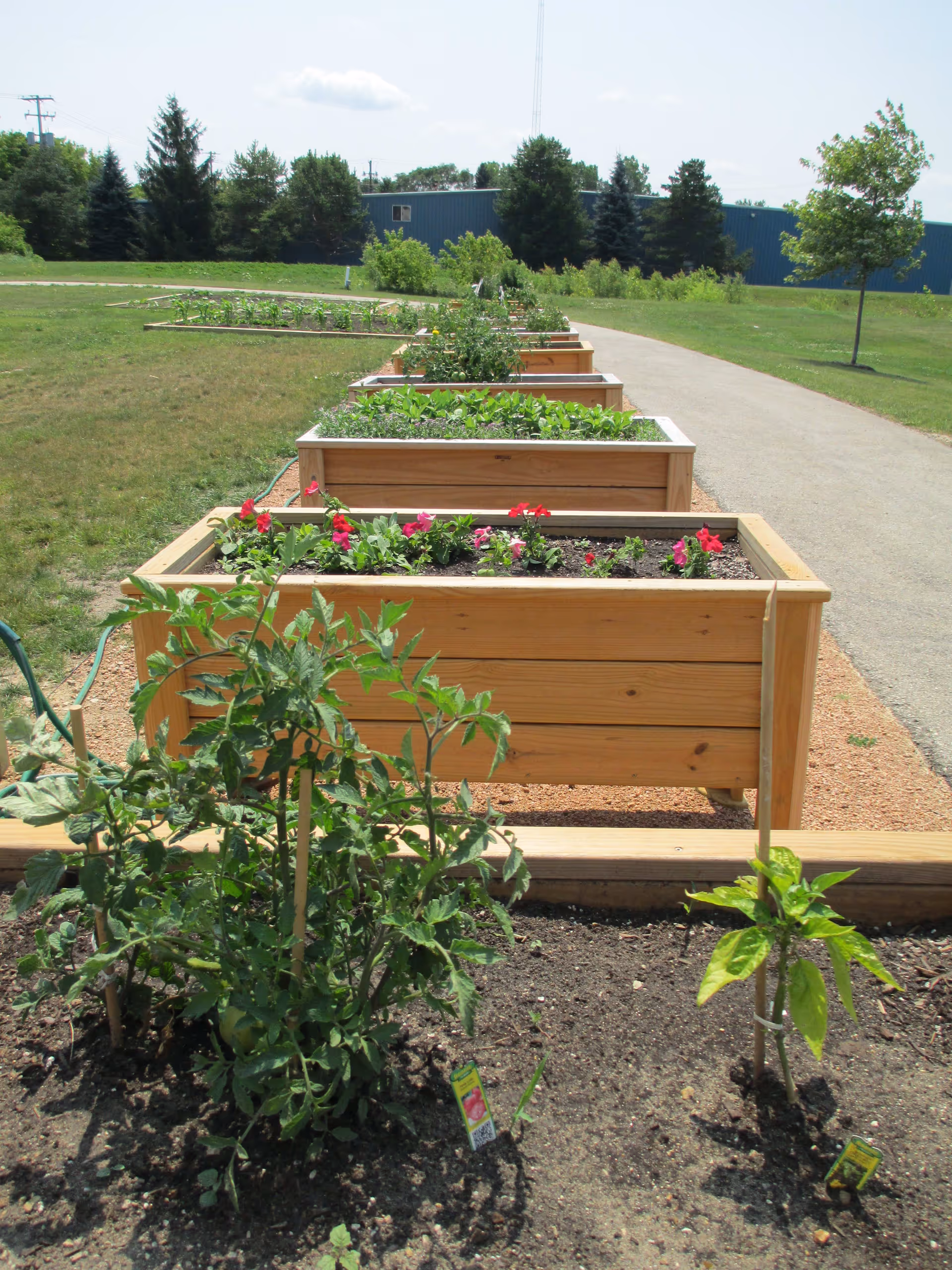 A row of wooden raised garden beds with various plants and flowers growing in them, situated along a gravel path in a grassy outdoor area with trees and a blue building in the background under a partly cloudy sky.