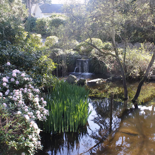 A tranquil backyard garden with a pond, waterfall, and lush greenery.