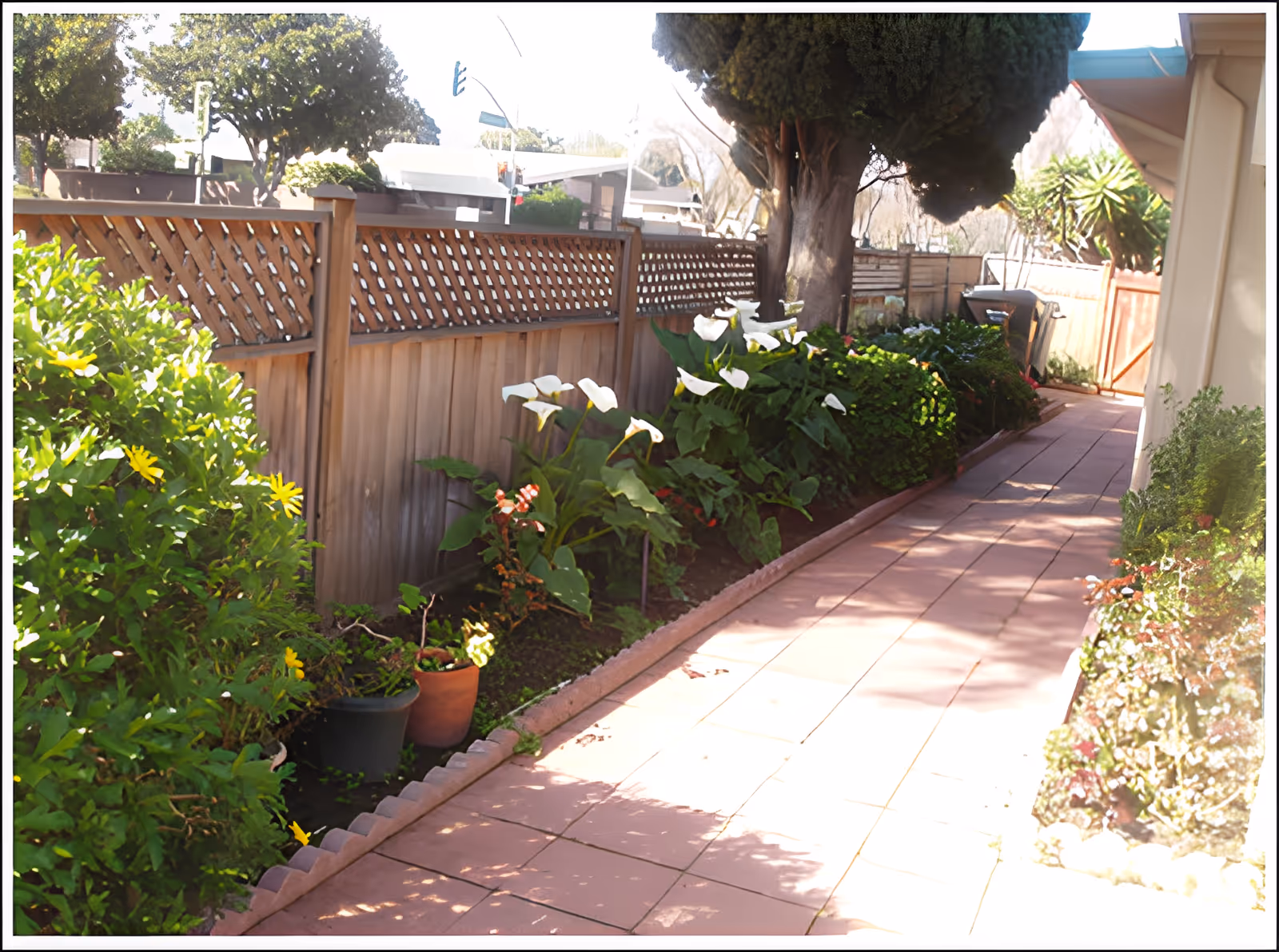 Paved side-yard walkway bordered by a wooden lattice fence and planted flower beds with calla lilies and shrubs.
