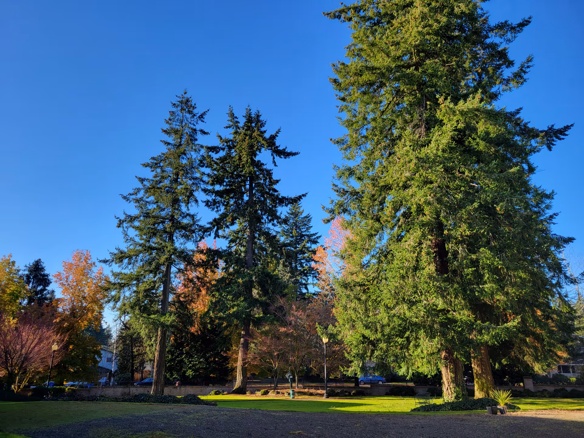 Tall evergreen trees and autumn foliage line a grassy outdoor space under a clear blue sky.