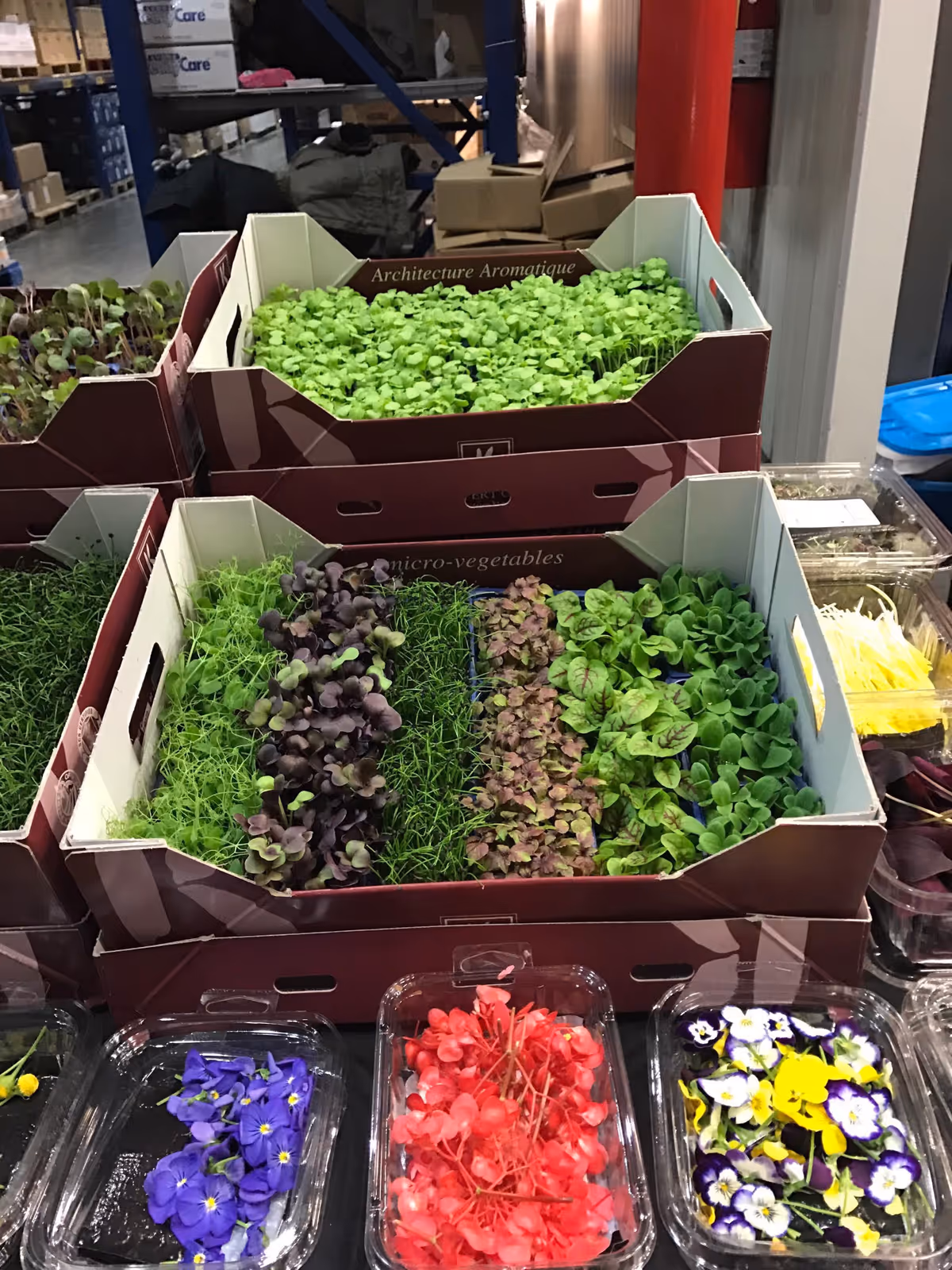 Boxes of microgreens and edible flowers arranged on shelves in a warehouse.