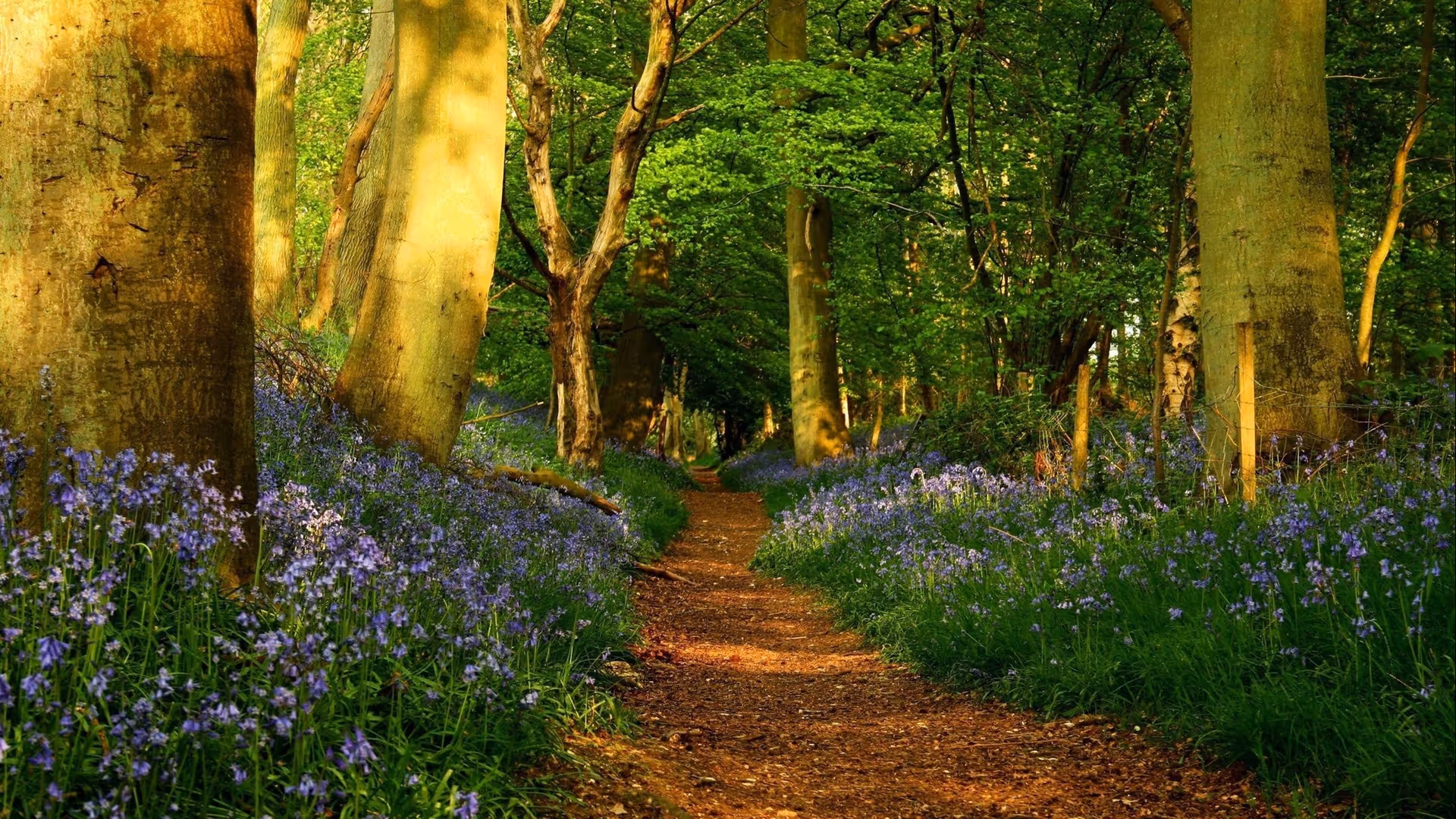 A dirt path winds through a sunlit forest with purple wildflowers along the edges.