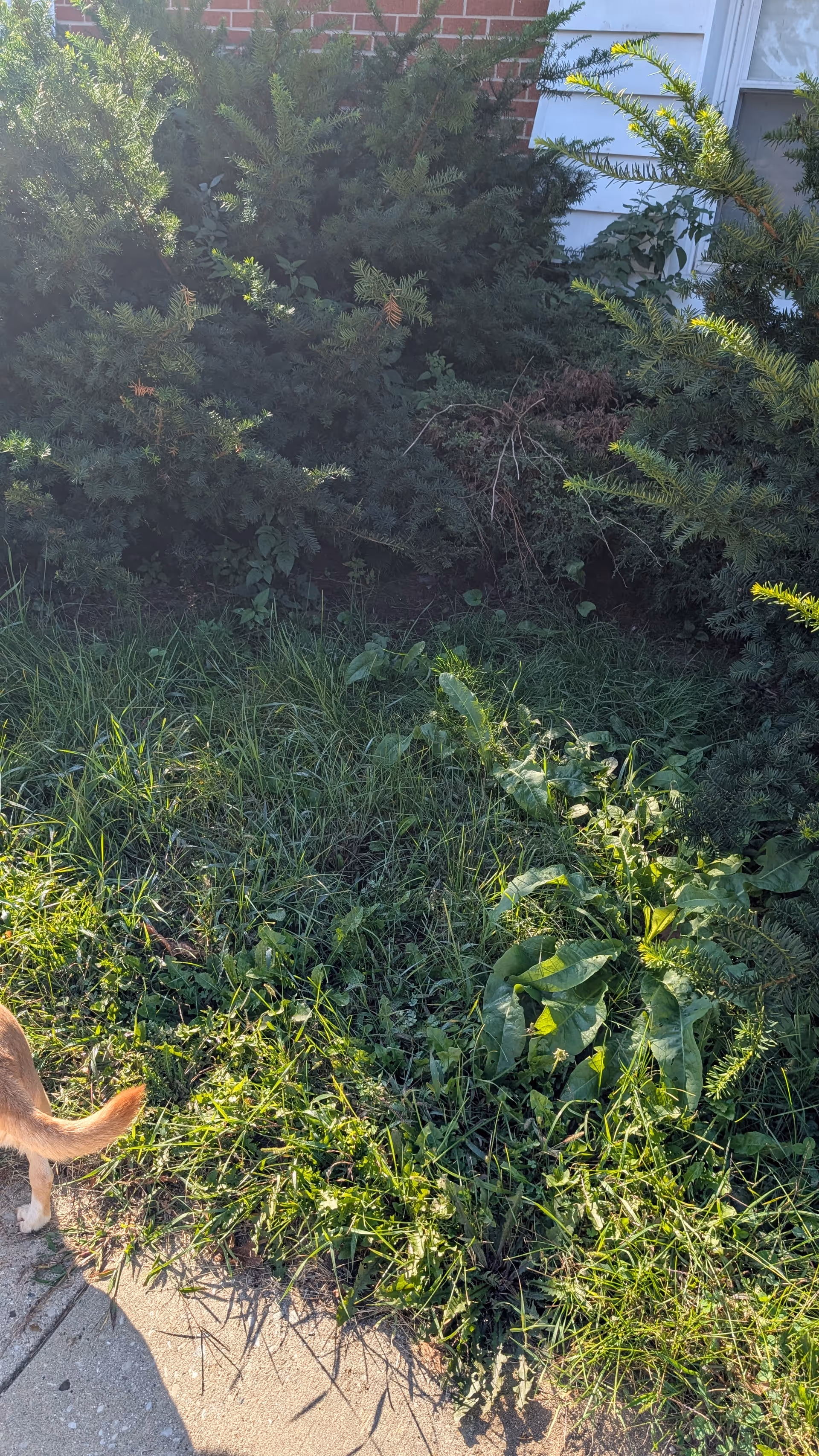 Overgrown shrubs along a building exterior; sidewalk and a dog's tail appear at edge.