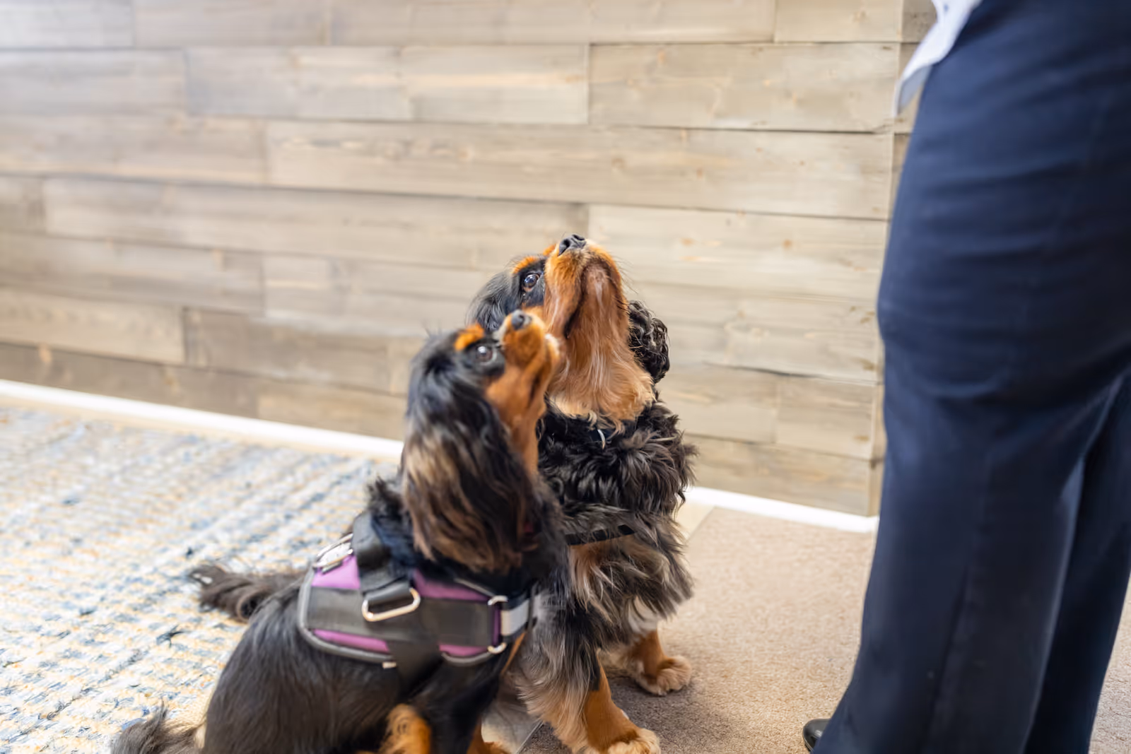 Two small dogs wearing harnesses gaze up at a person indoors.