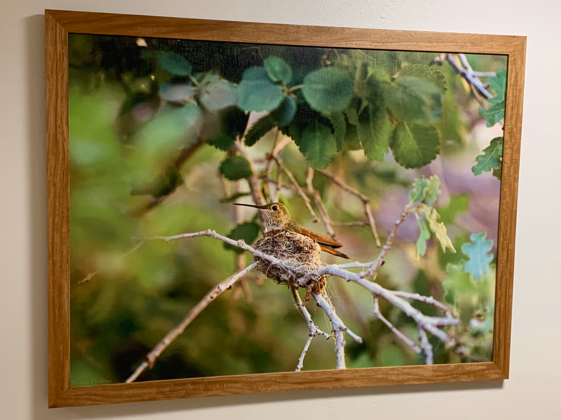 A framed photograph of a small bird, possibly a hummingbird, sitting on a nest made of twigs and fibers, perched on a branch surrounded by green leaves.