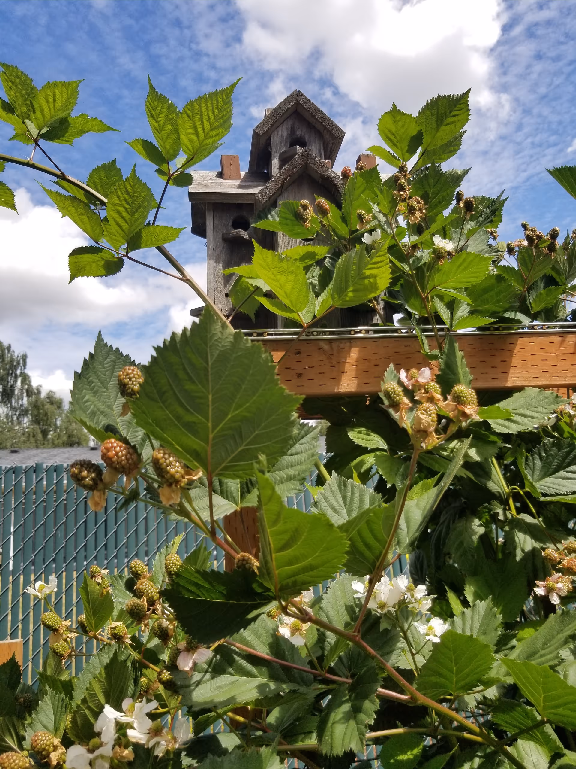 A wooden birdhouse atop a post amid green leaves against a blue sky.