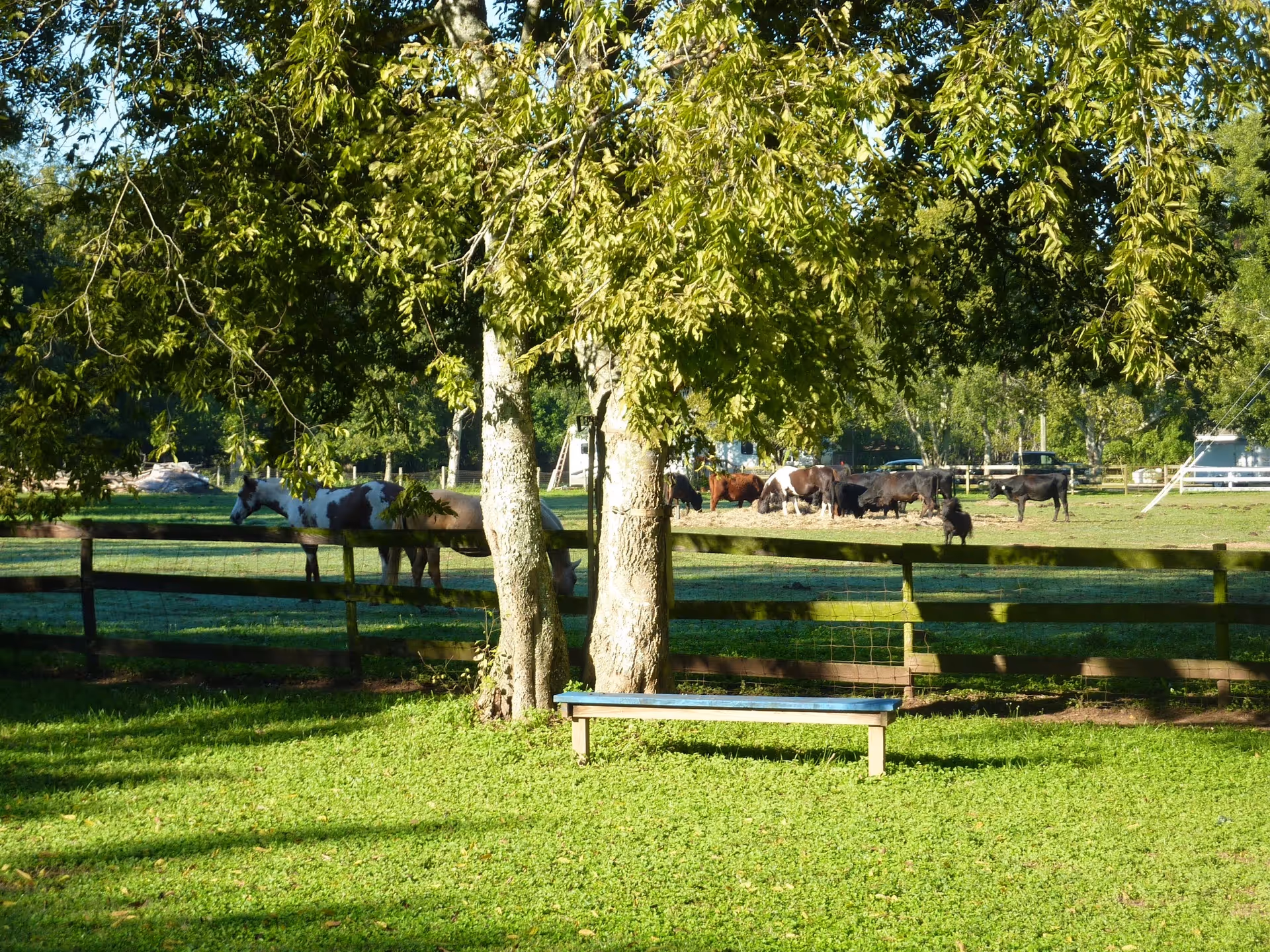 Sunlit grassy pasture with horses behind a wooden fence and a blue bench under trees.