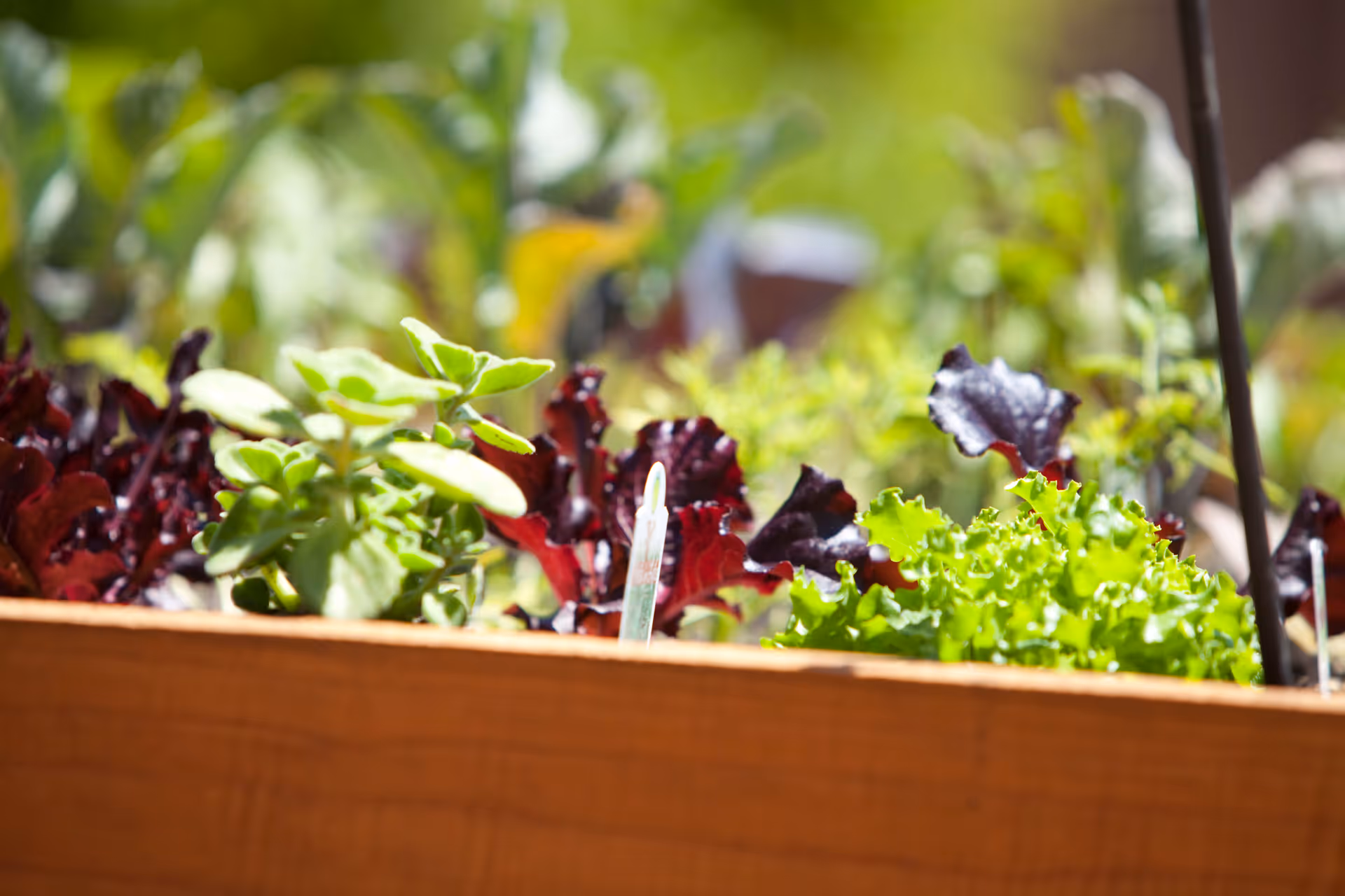 Close-up of a wooden planter box filled with various leafy green and purple plants, with a blurred green garden background.