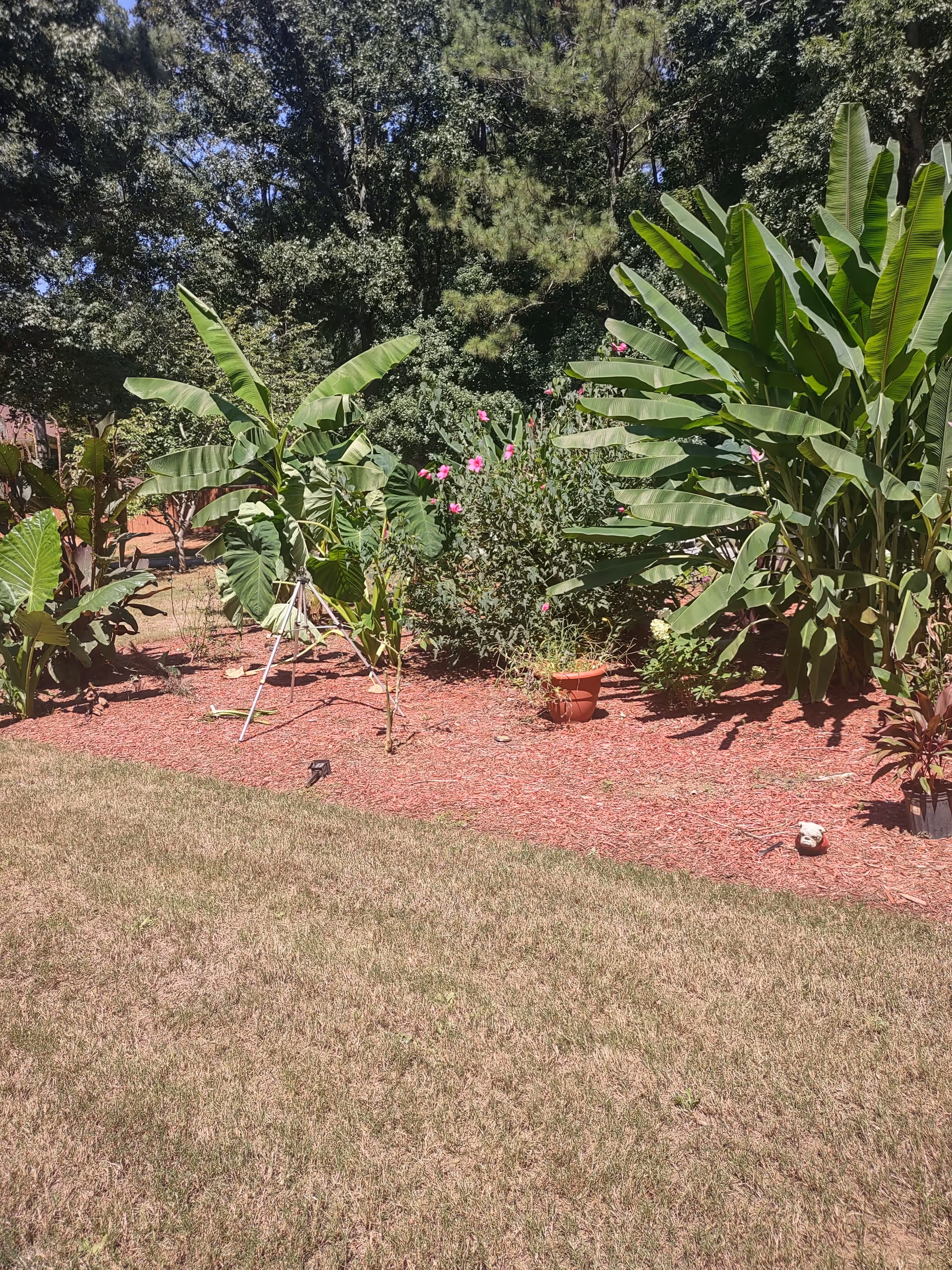 Lush outdoor garden with tropical plants, mulch beds, and a grassy lawn.