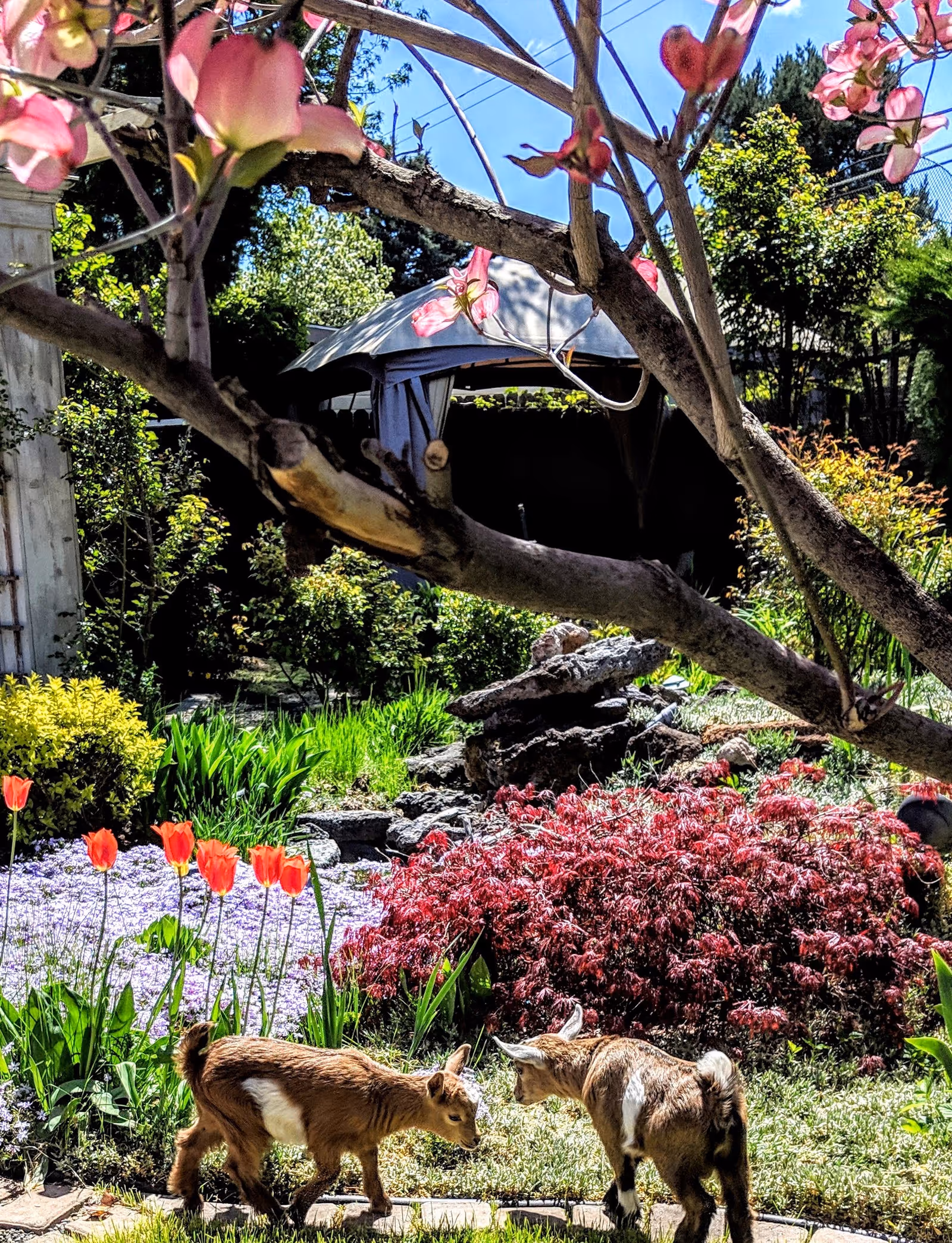 Two goats stroll through a colorful garden with tulips and a tent in the background.