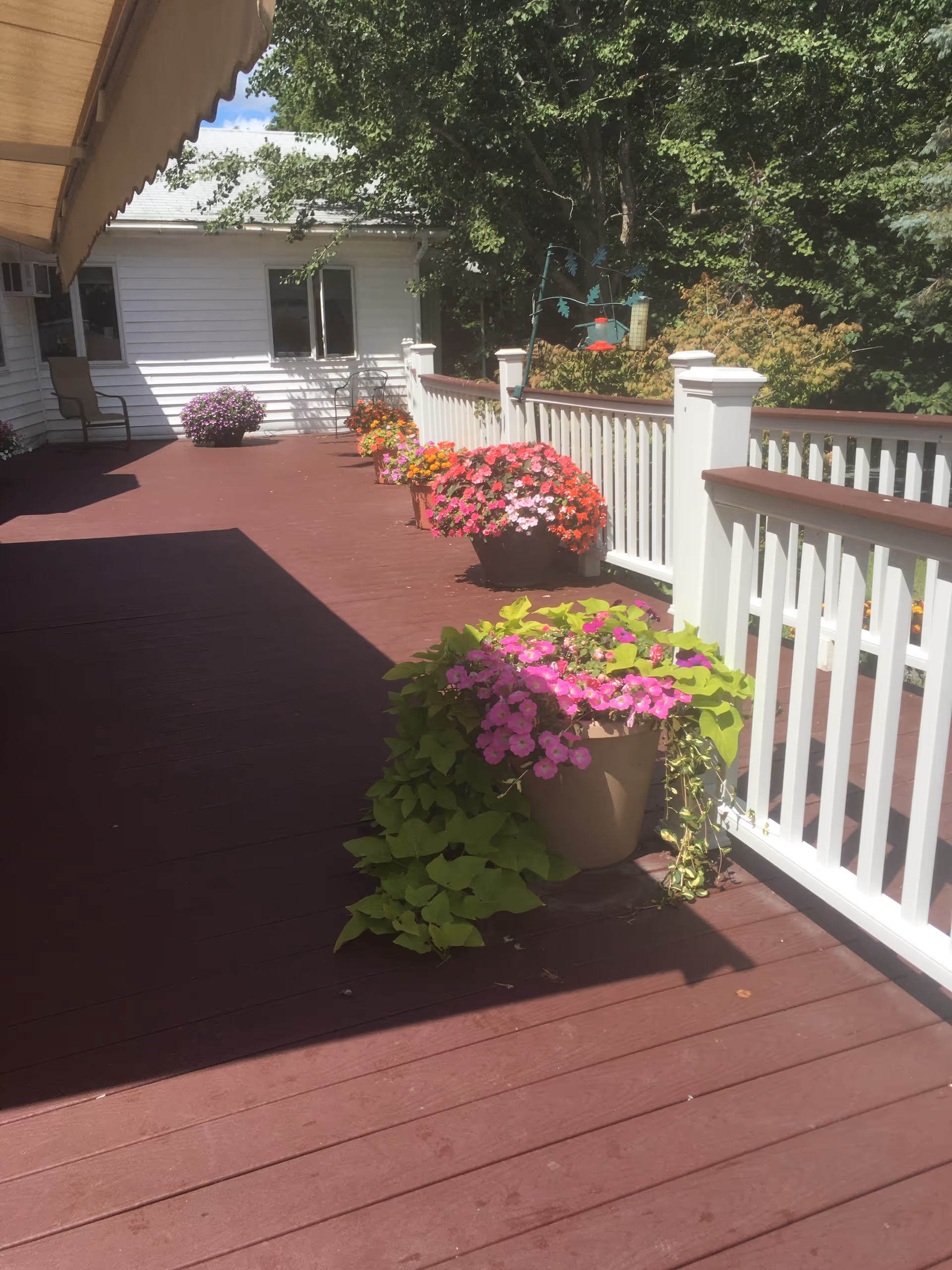 Outdoor wooden deck with white railing and colorful potted flowers along it.